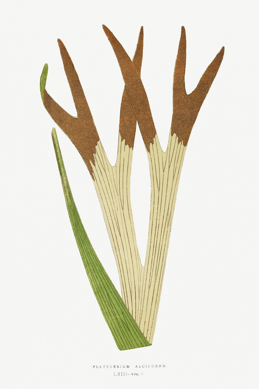 Vintage Staghorn Fern Botanical Art Wall Art
