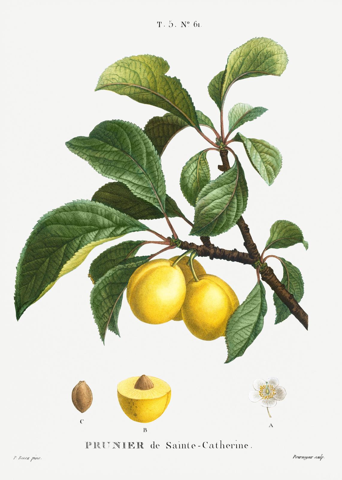 Vintage Botanical Plum Prunier de Sainte-Catherine Wall Art