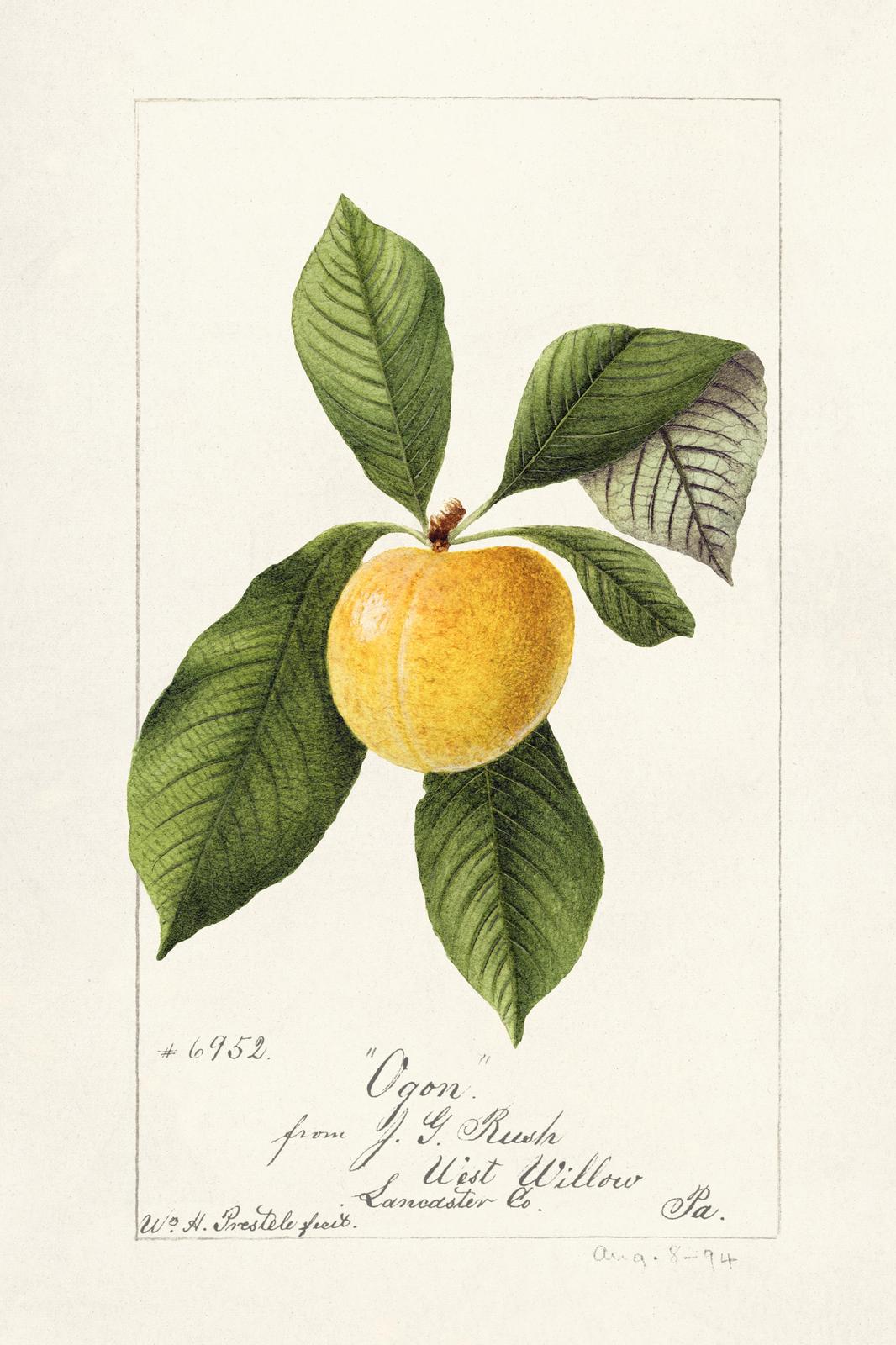 Vintage Yellow Plum Botanical Art Wall Art