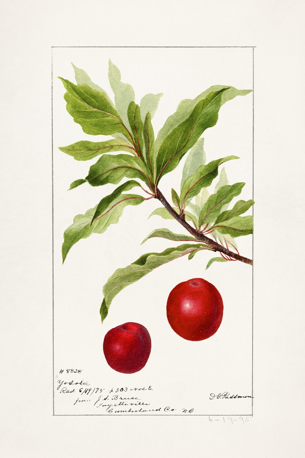 Botanical Red Plum Branch Wall Art