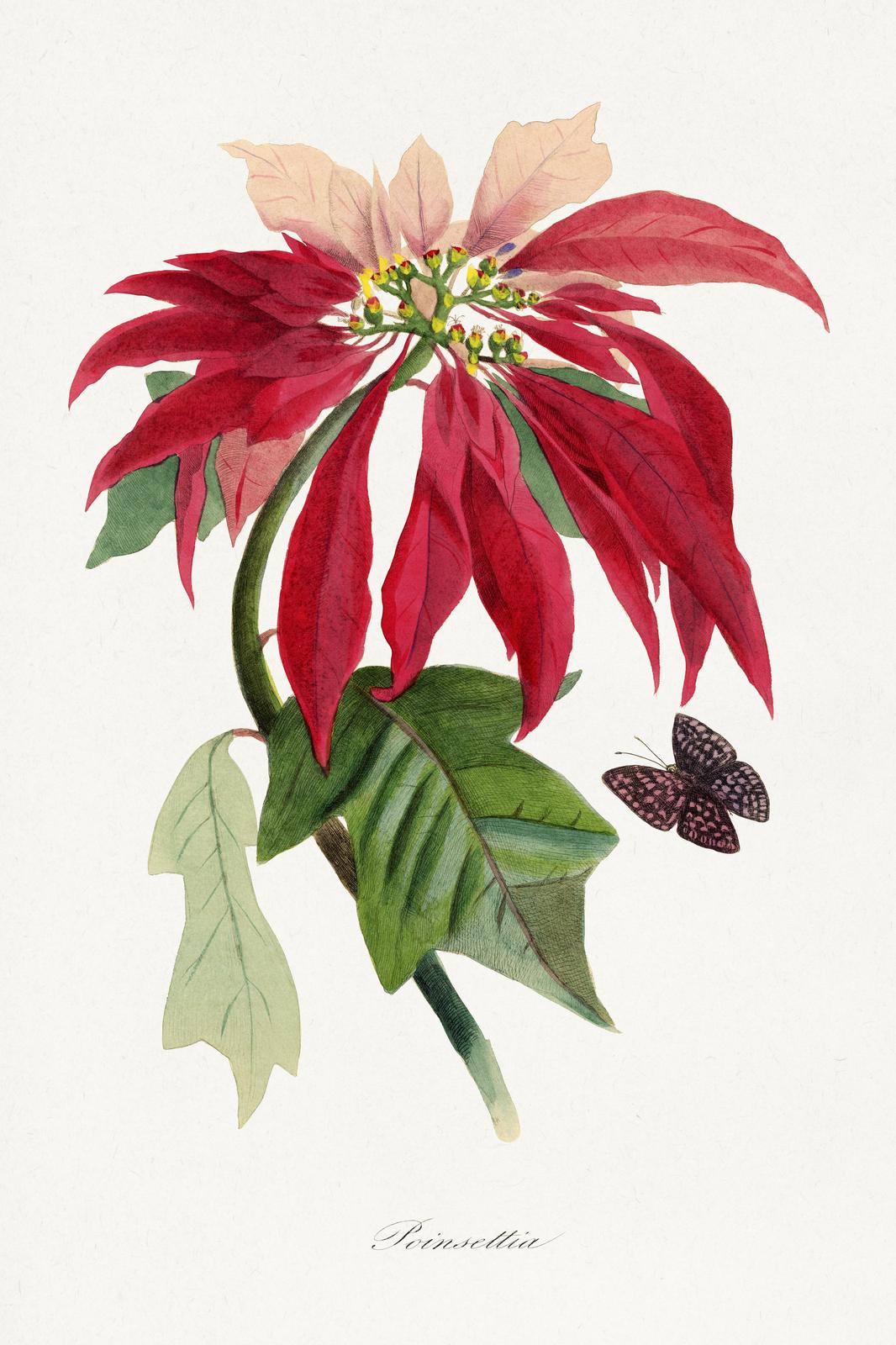 Vintage Poinsettia Botanical Wall Art Wall Art