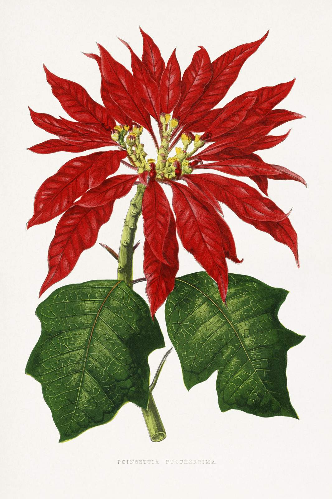 Vibrant Red Poinsettia Botanical Wall Art