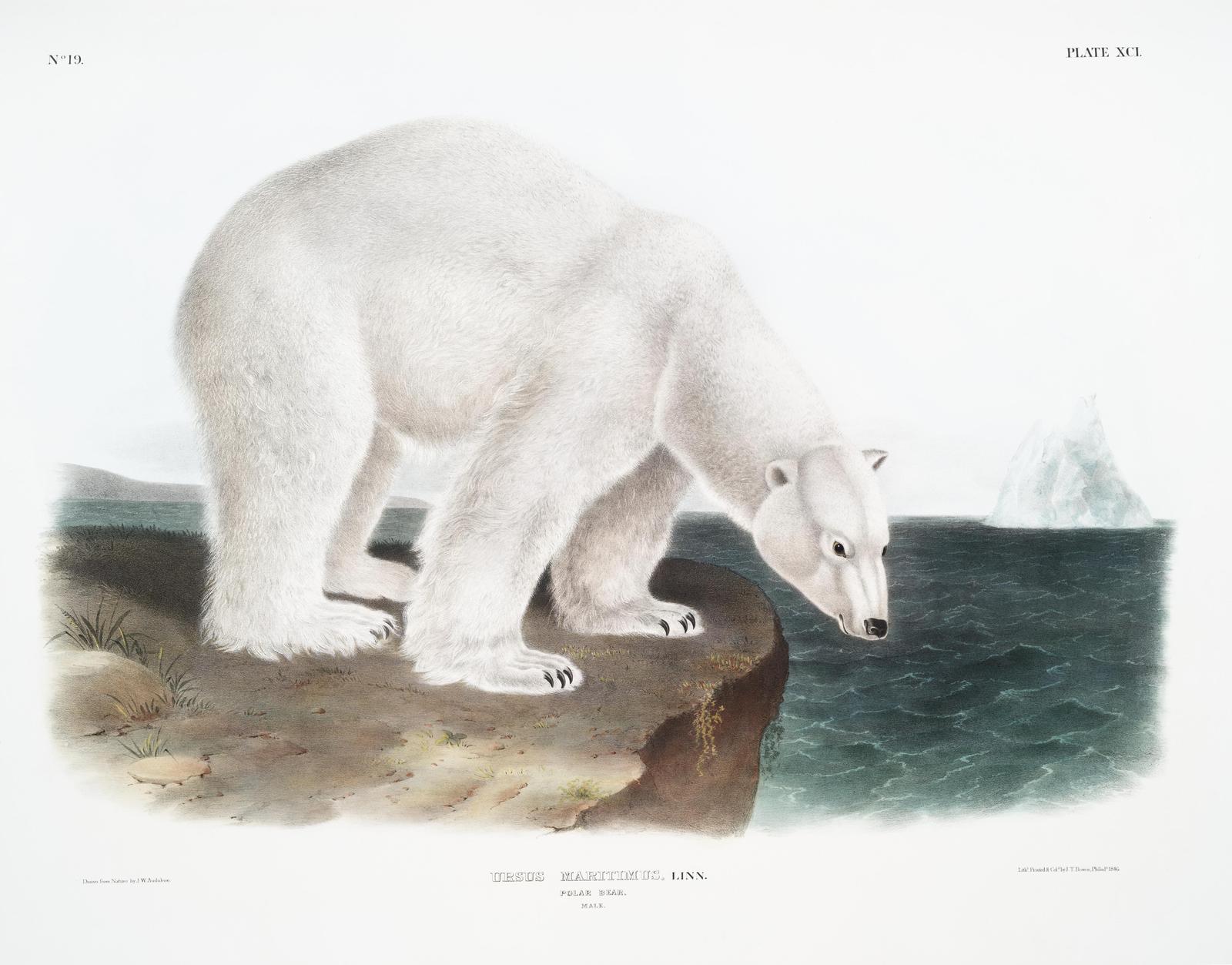 Majestic Polar Bear Arctic Nature Wall Art