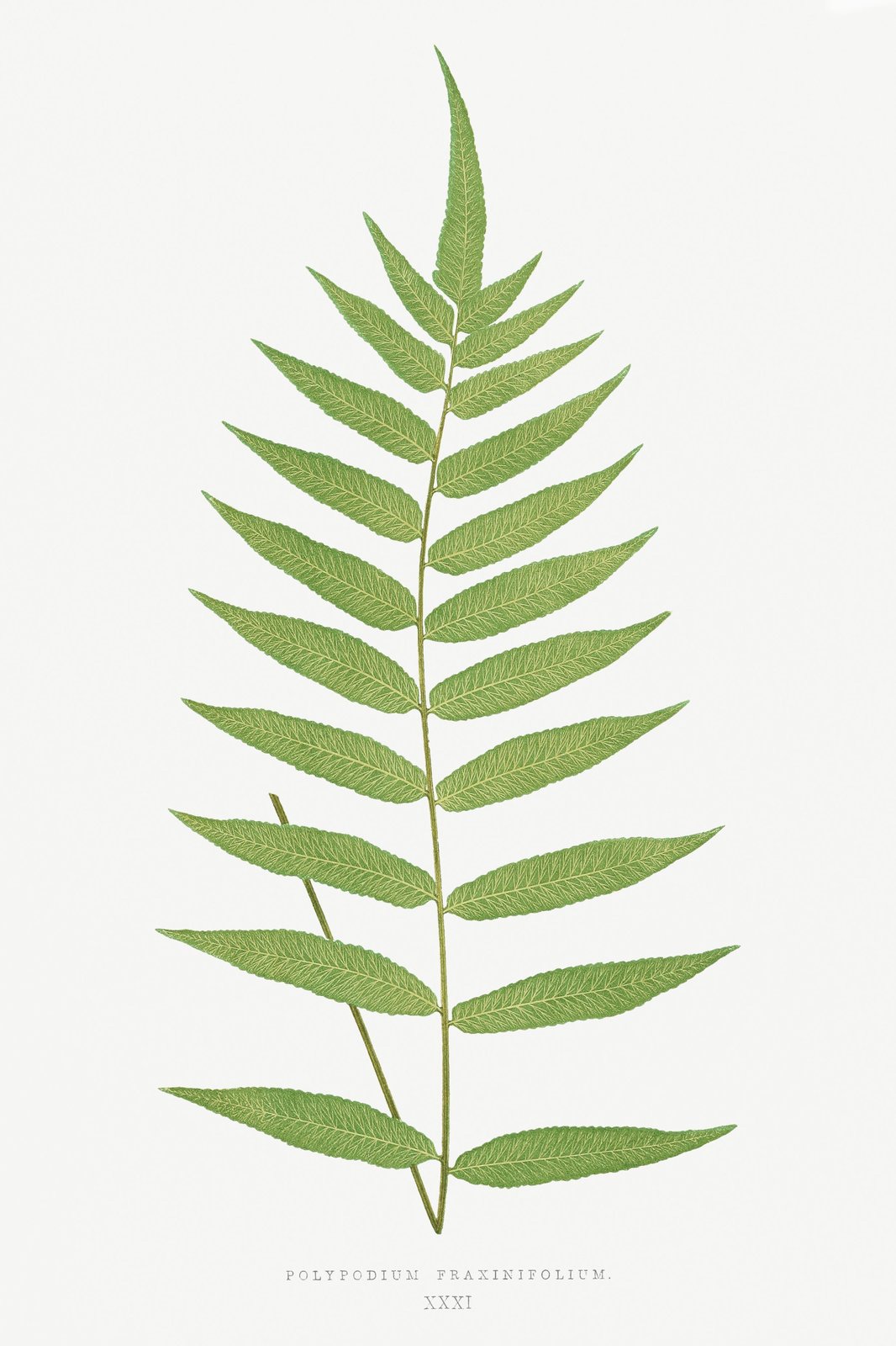 Elegant Fern Leaf Botanical Art Wall Art