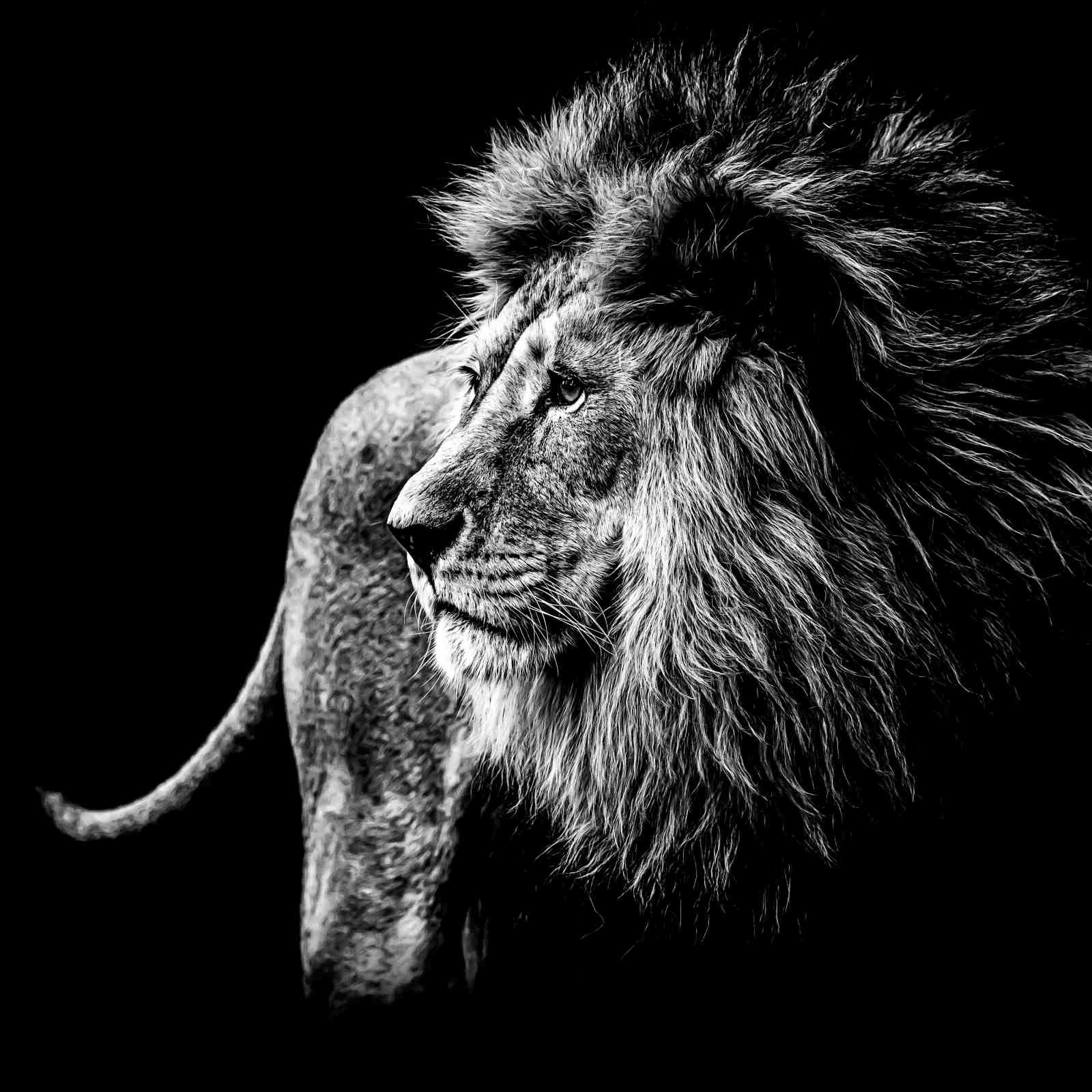 Majestic Lion Profile B&W Wall Art