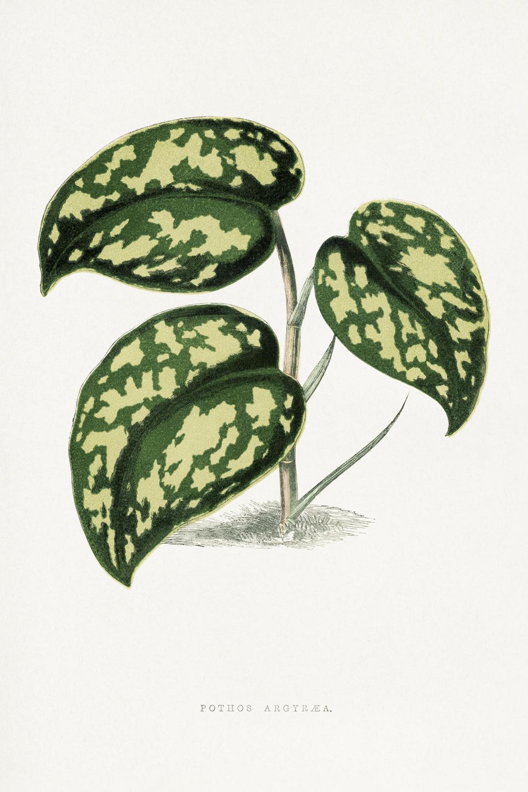 Vintage Pothos Argyrea Botanical Wall Art