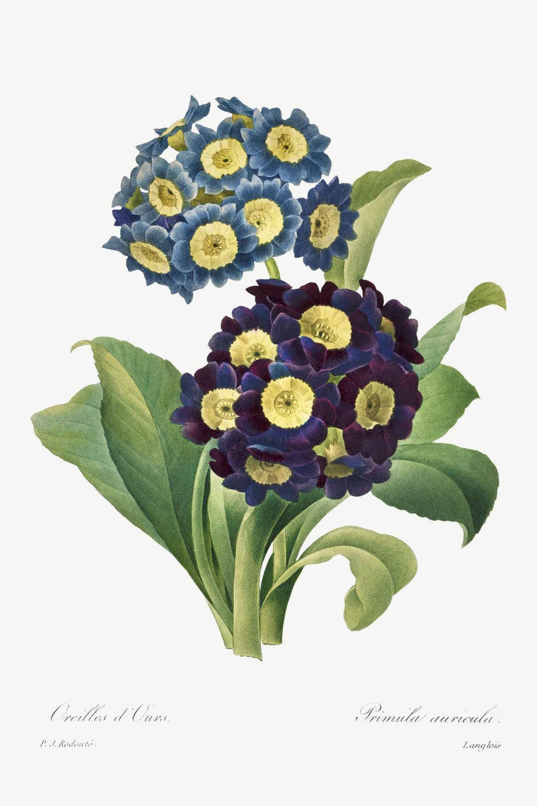 Vintage Blue & Purple Primrose Floral Art Wall Art