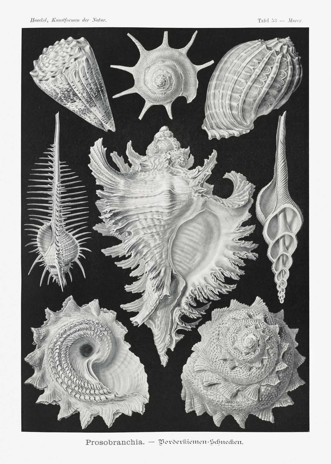 Vintage Seashells Lithograph Wall Art