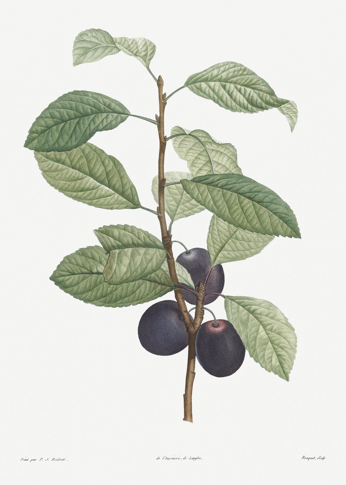 Vintage Plum Botanical Art Wall Art