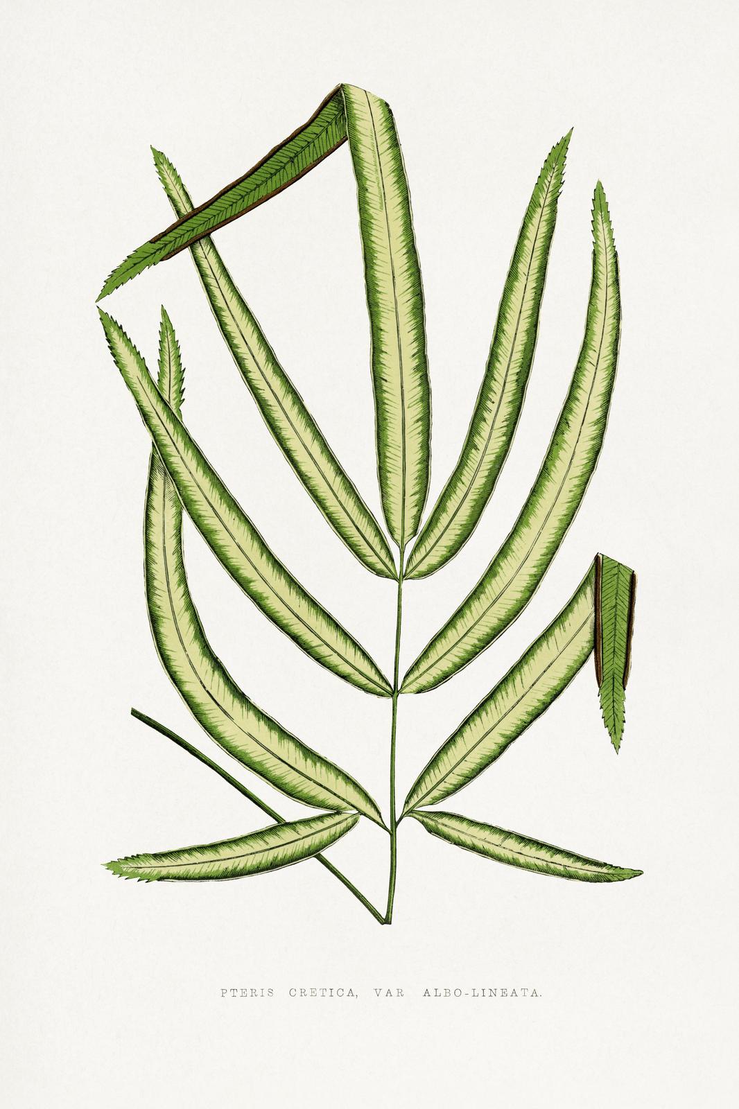 Pteris Cretica Albo Lineata Fern Botanical Wall Art