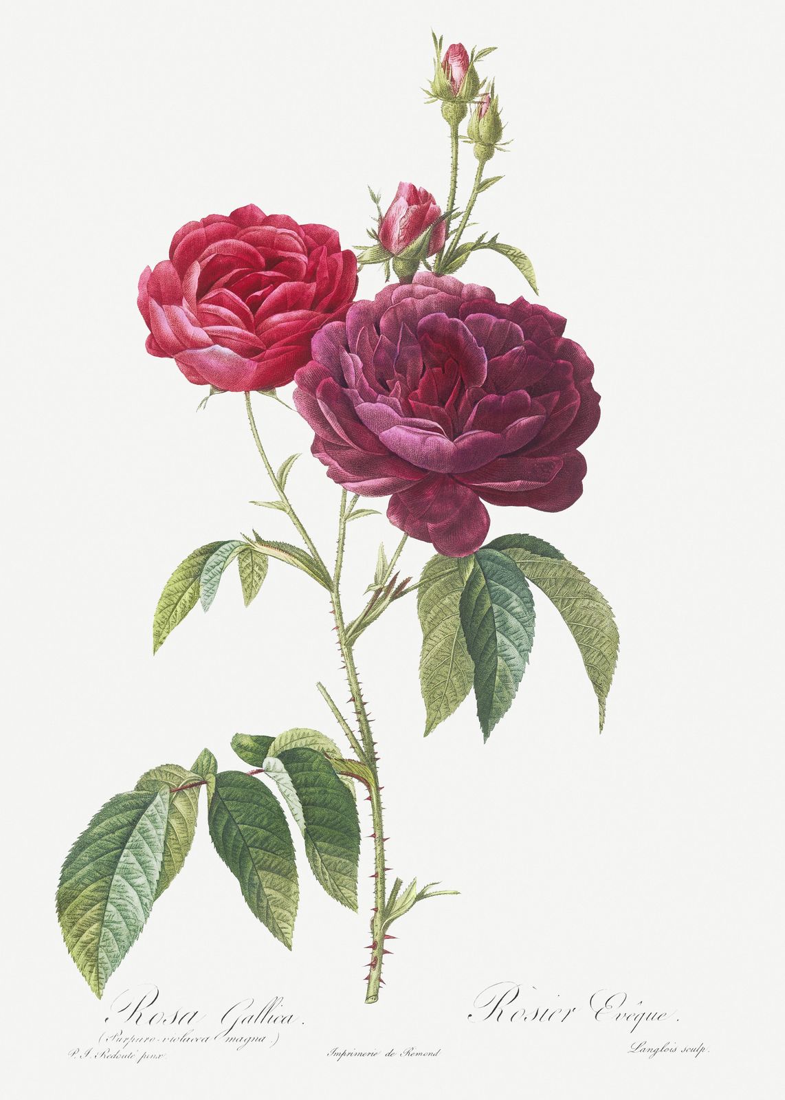 Vintage Red & Purple Roses Botanical Wall Art