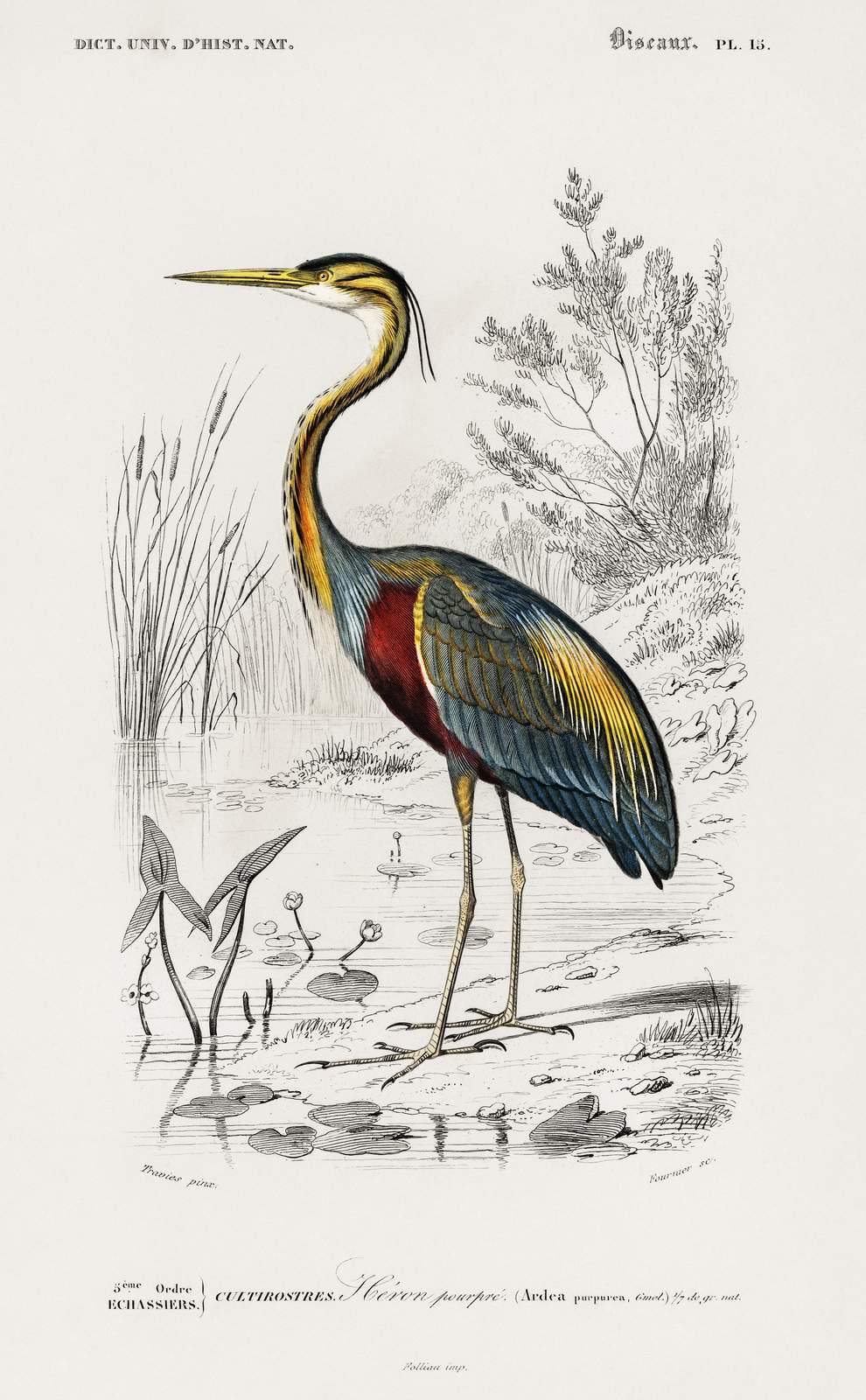 Purple Heron Vintage Bird Art Wall Art