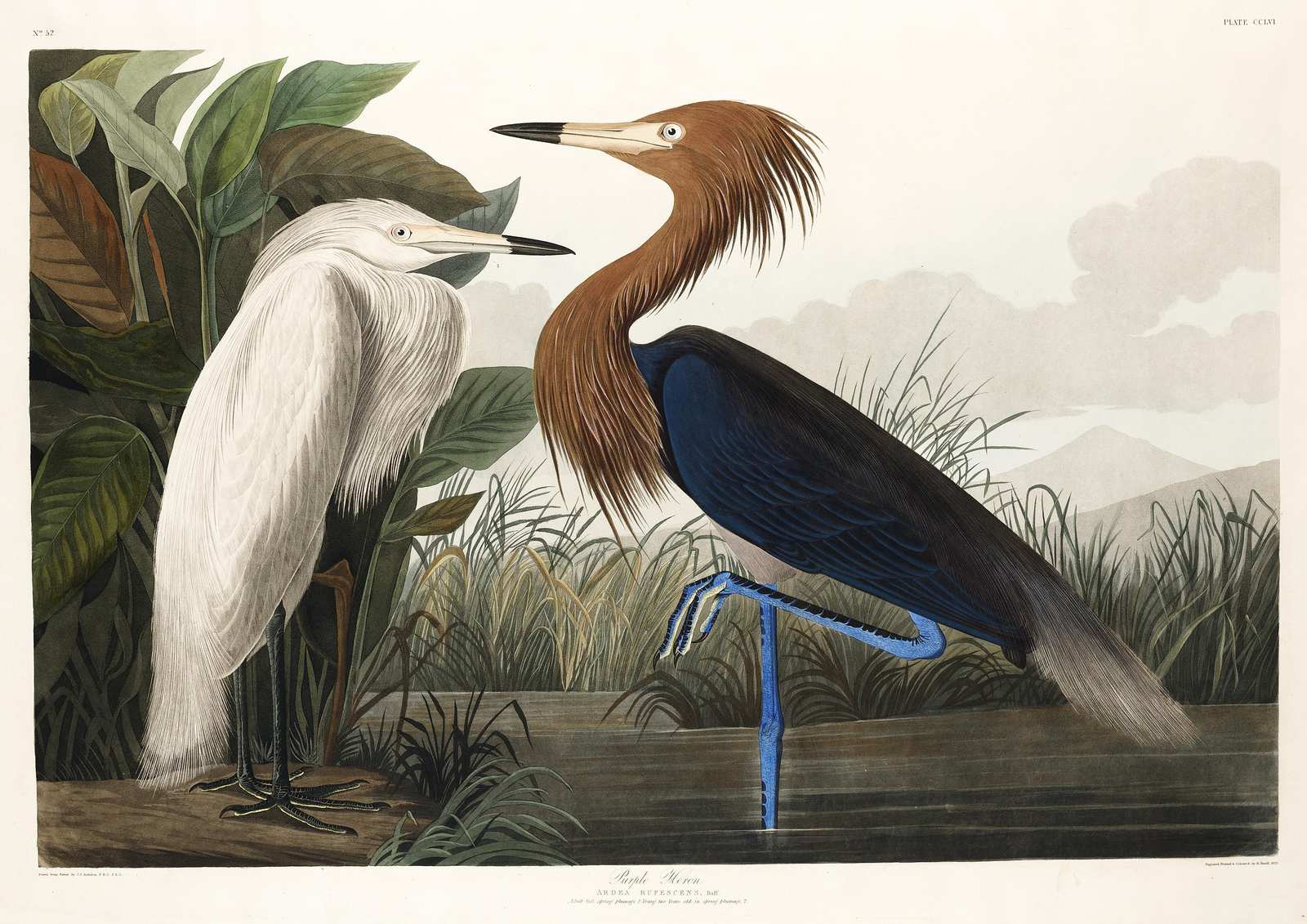 Vintage Heron & Egret Nature Art Wall Art