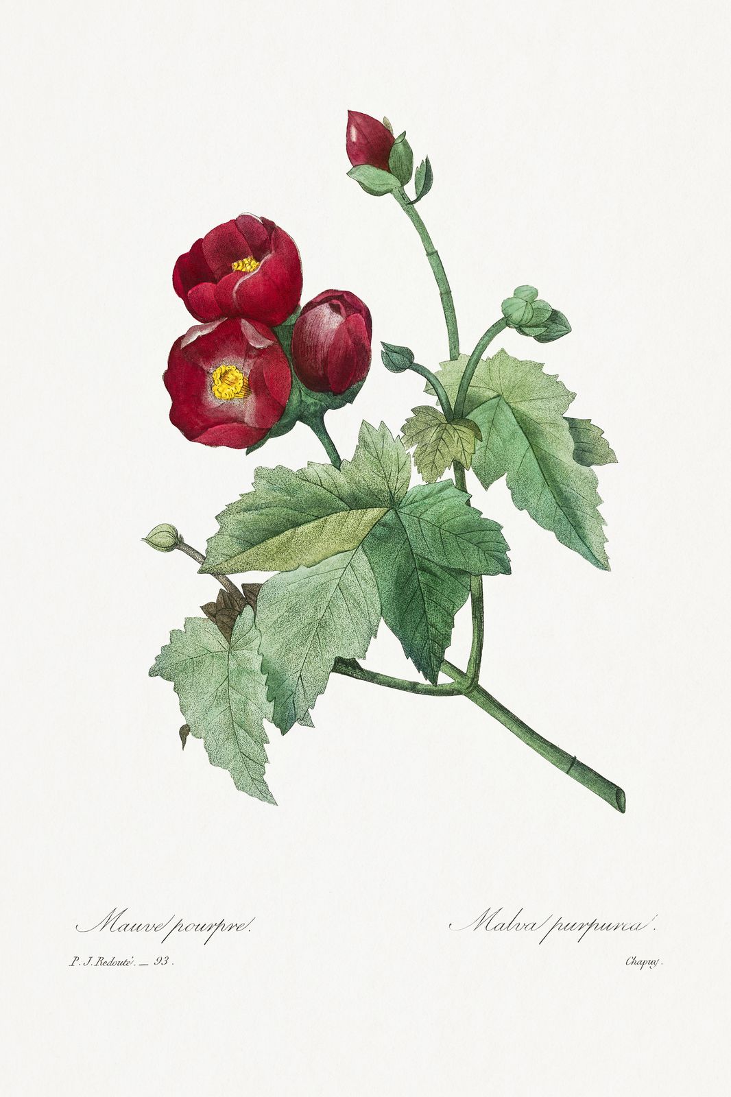 Red Malva Botanical Art Wall Art