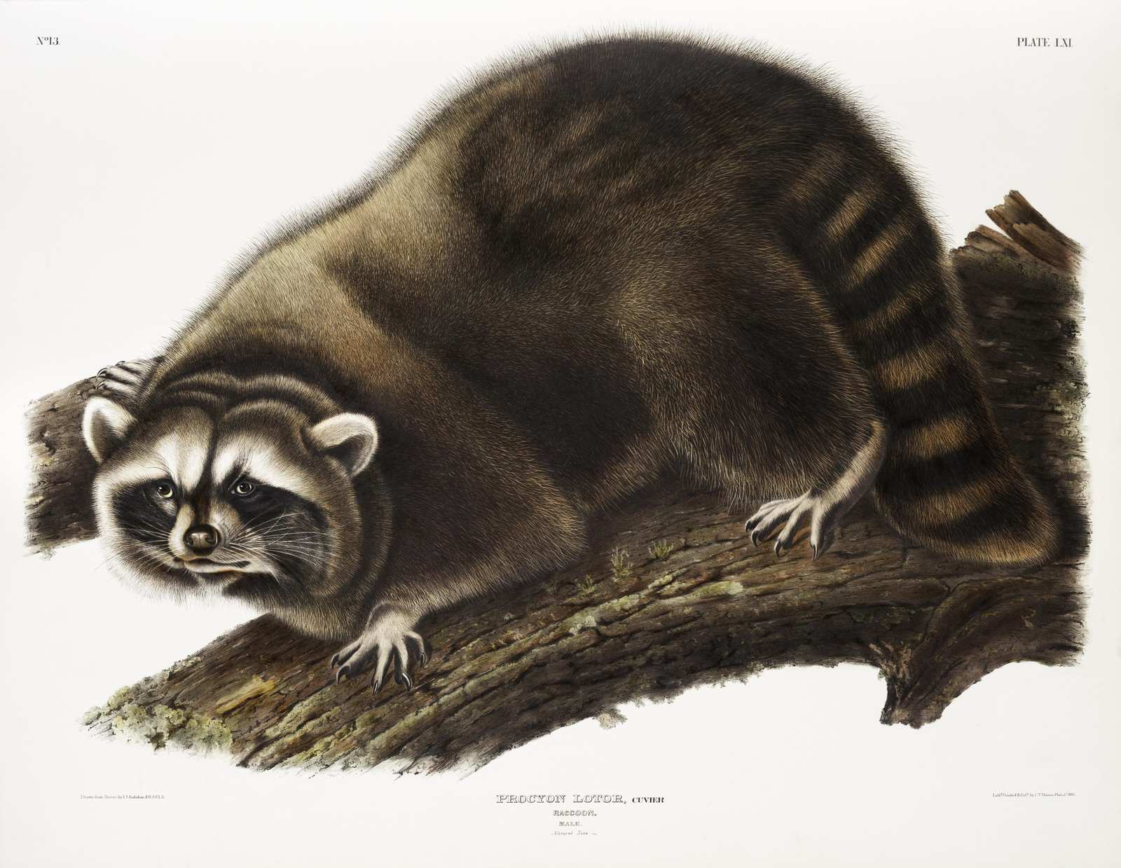 Vintage Raccoon Wildlife Art Wall Art