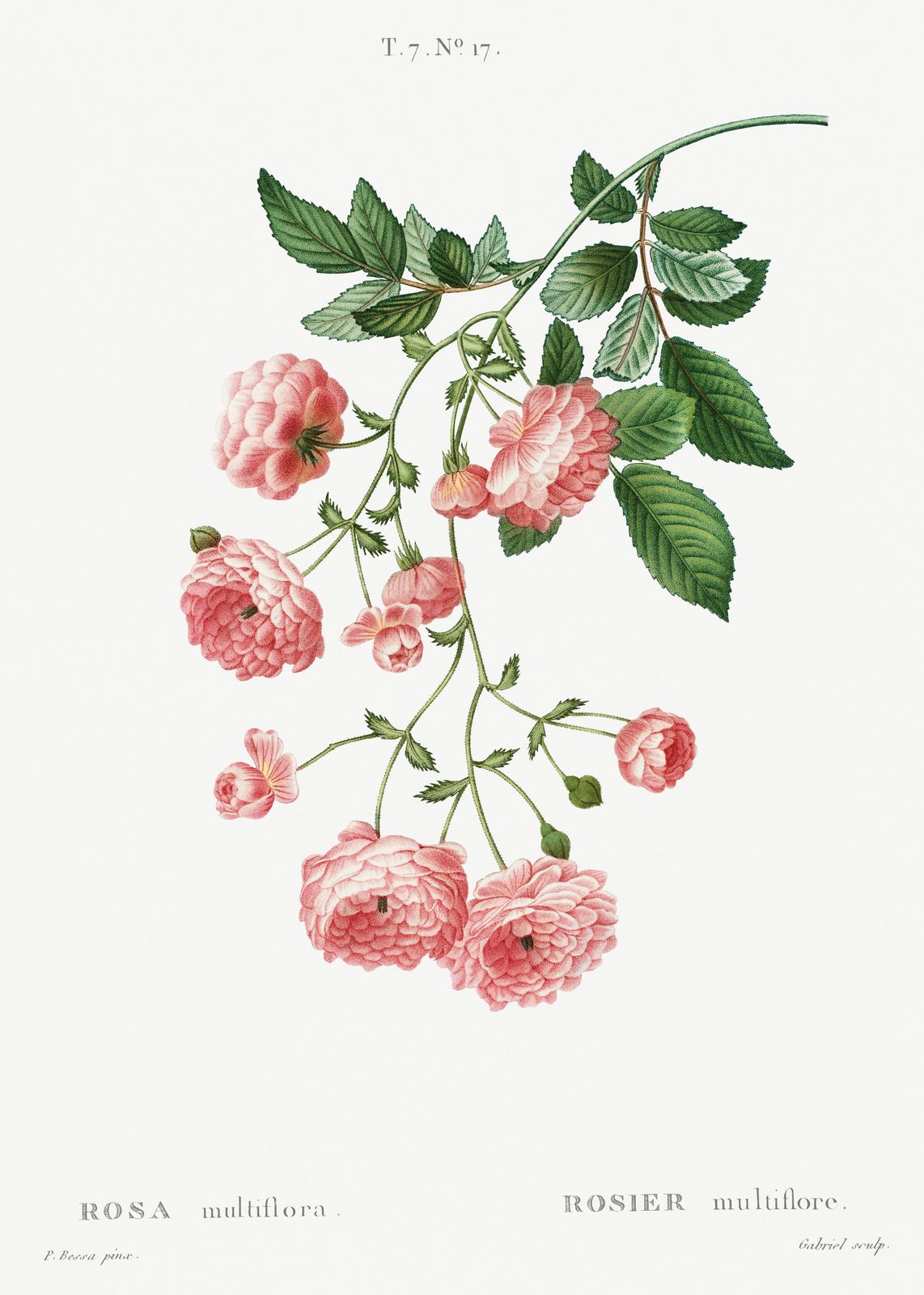 Vintage Pink Roses Botanical Art Wall Art