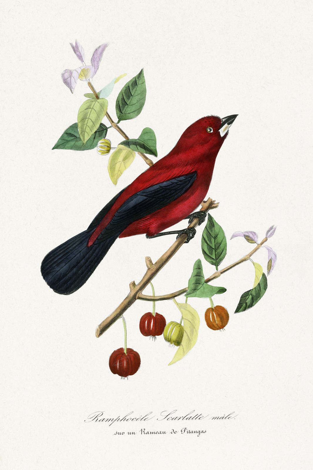 Scarlet Tanager Bird Vintage Botanical Wall Art