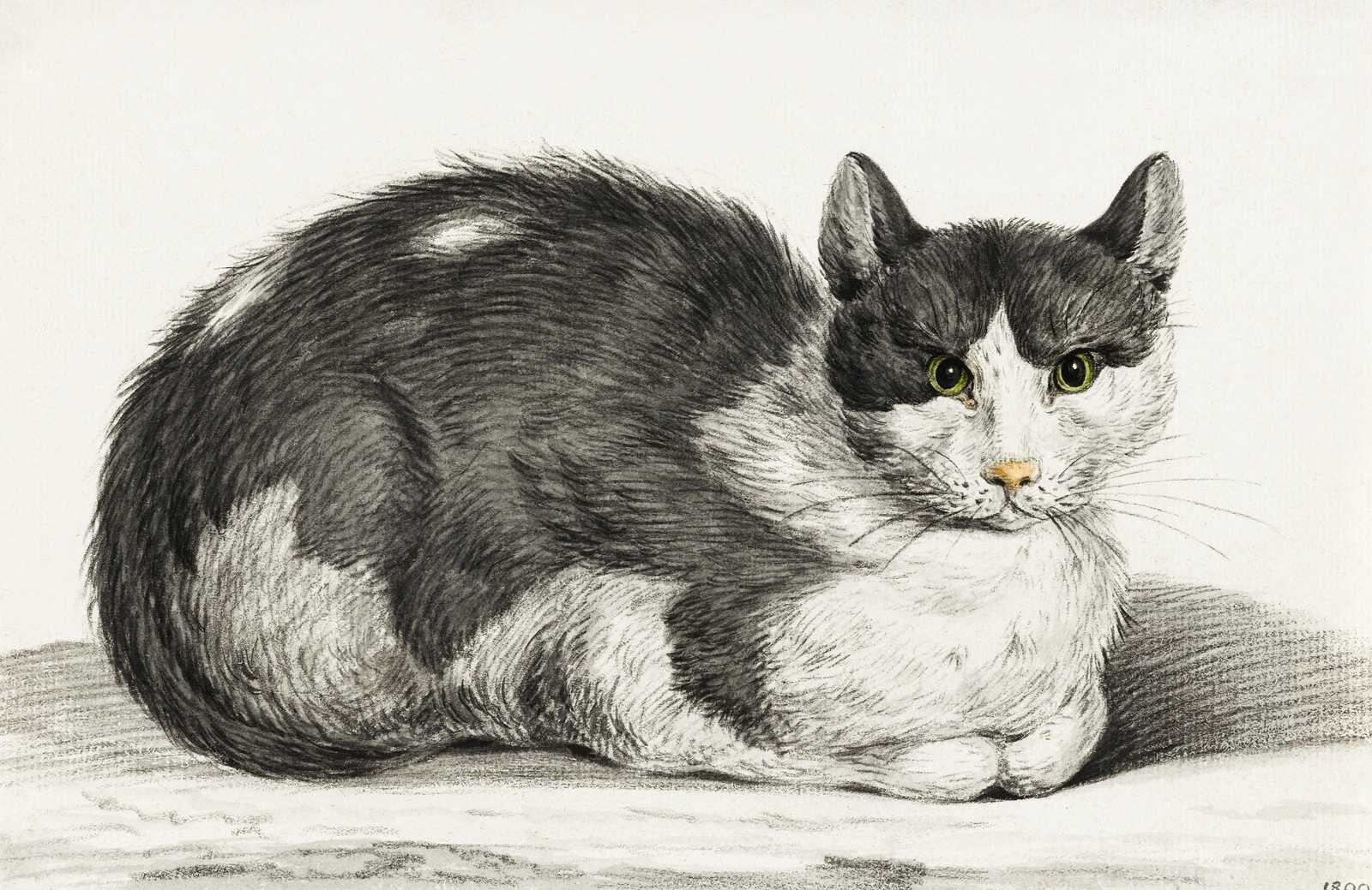 Elegant Black and White Cat Portrait Wall Art