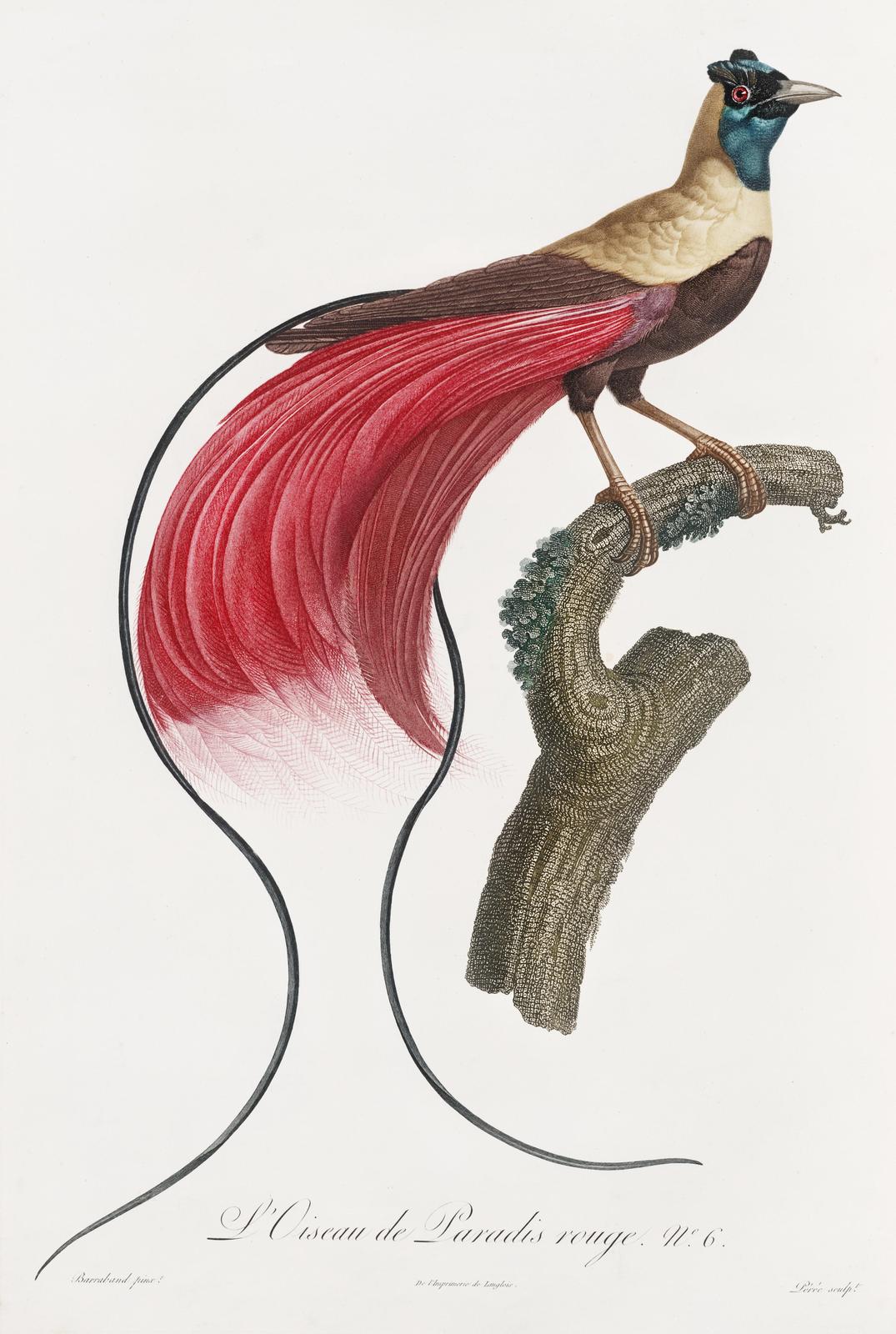 Exotic Bird of Paradise Red Plumage Wall Art