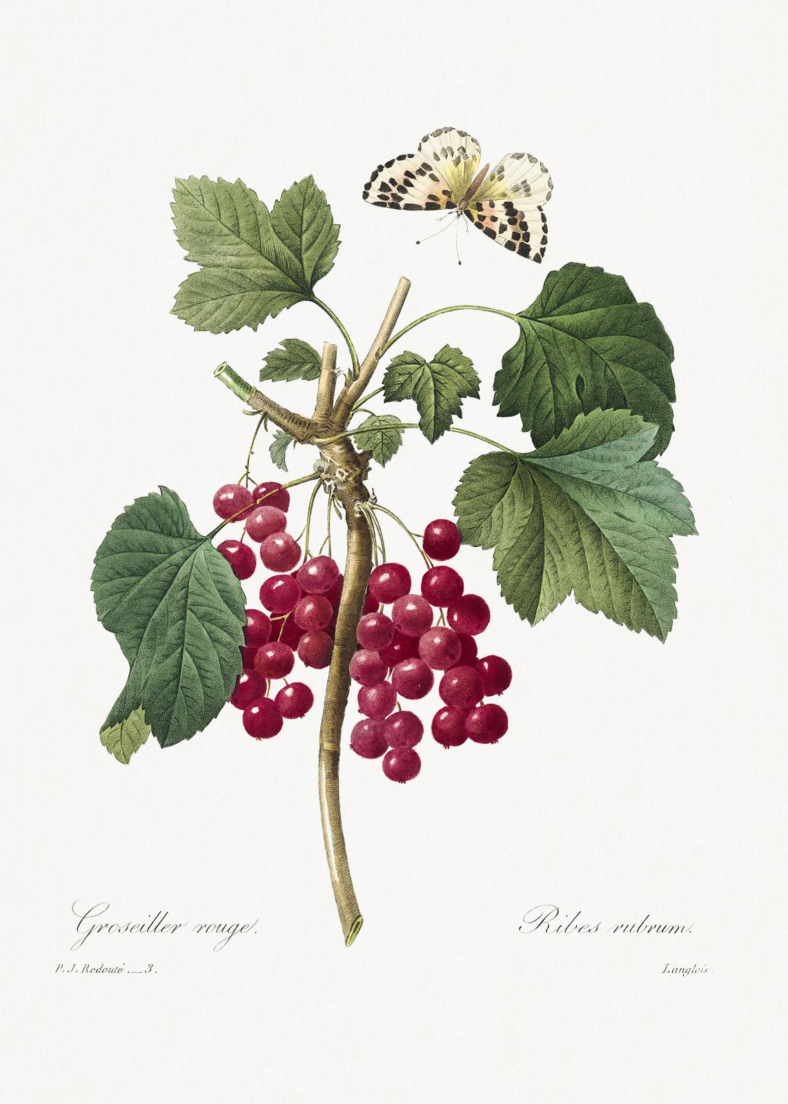 Vintage Red Currant & Butterfly Botanical Wall Art