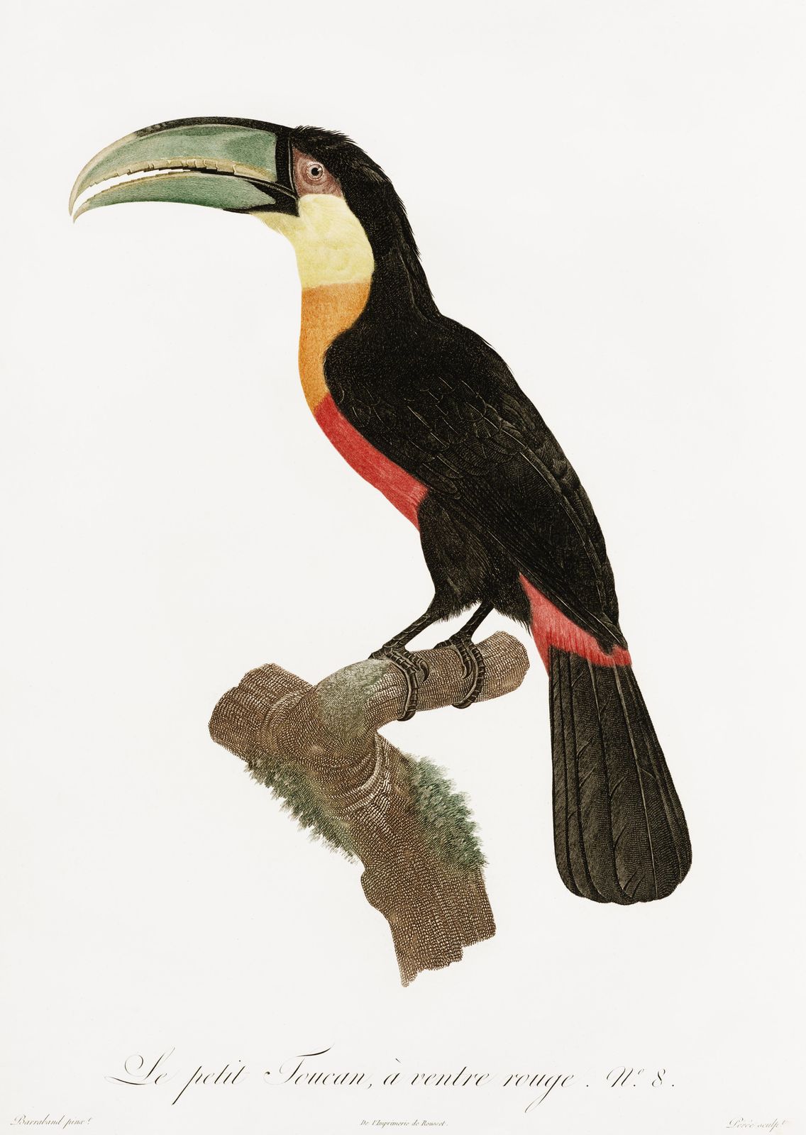 Vintage Toucan Art - Tropical Bird Wall Art