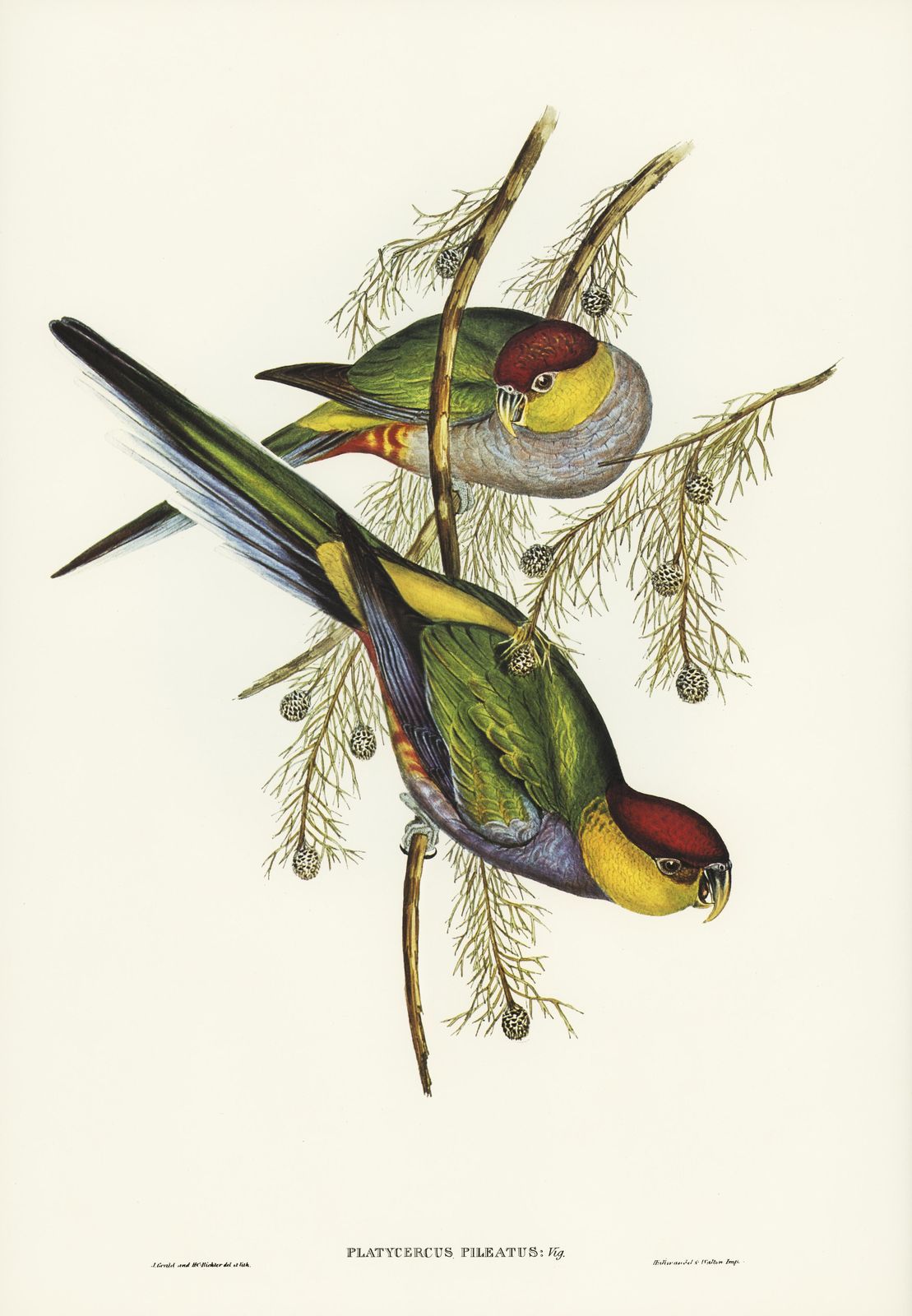 Plum-headed Parakeet Vintage Bird Art Wall Art