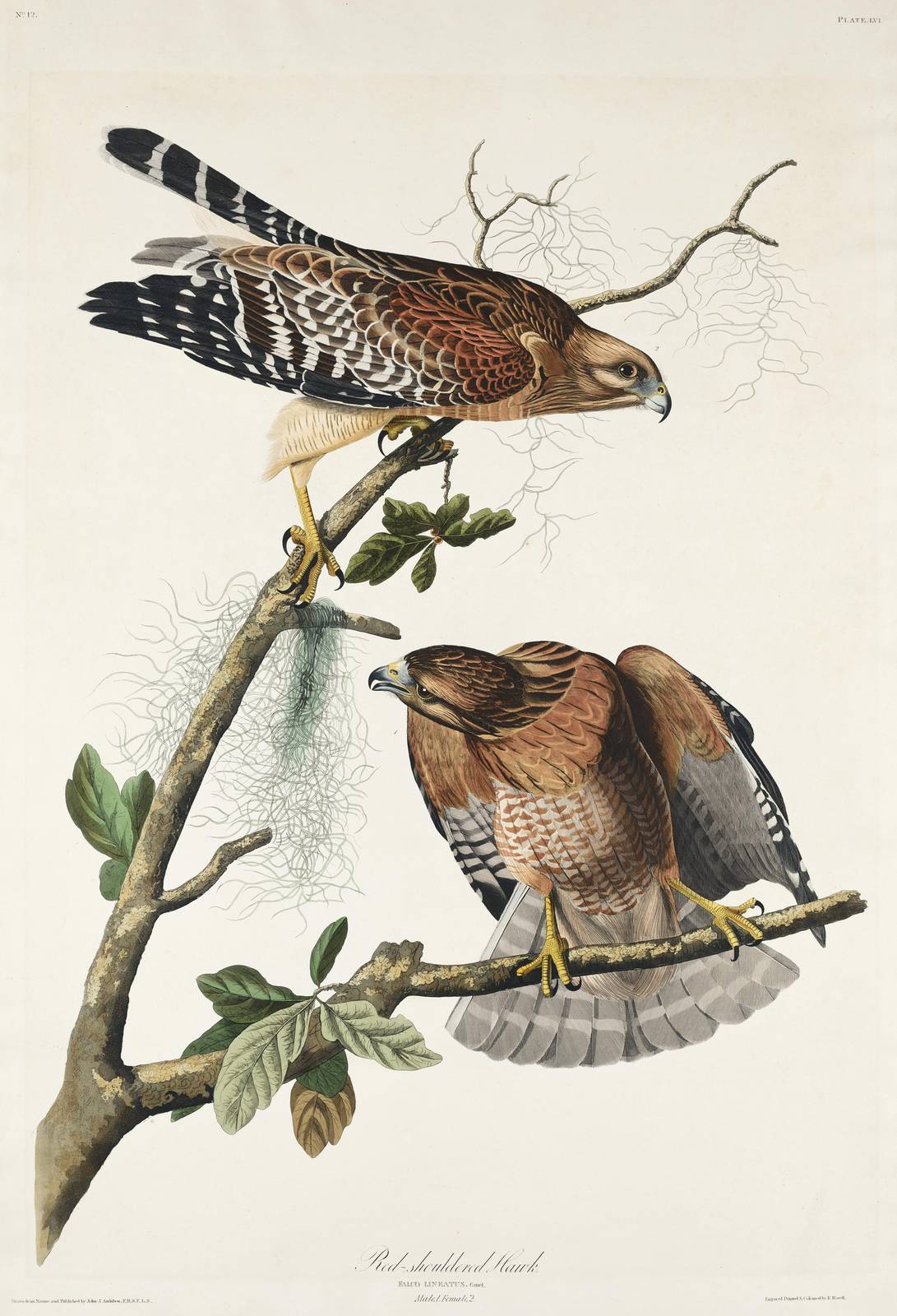 Red-shouldered Hawk Vintage Bird Art Wall Art