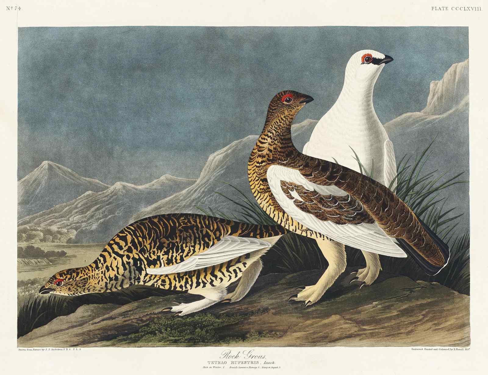 Rock Grouse Vintage Bird Art Wall Art