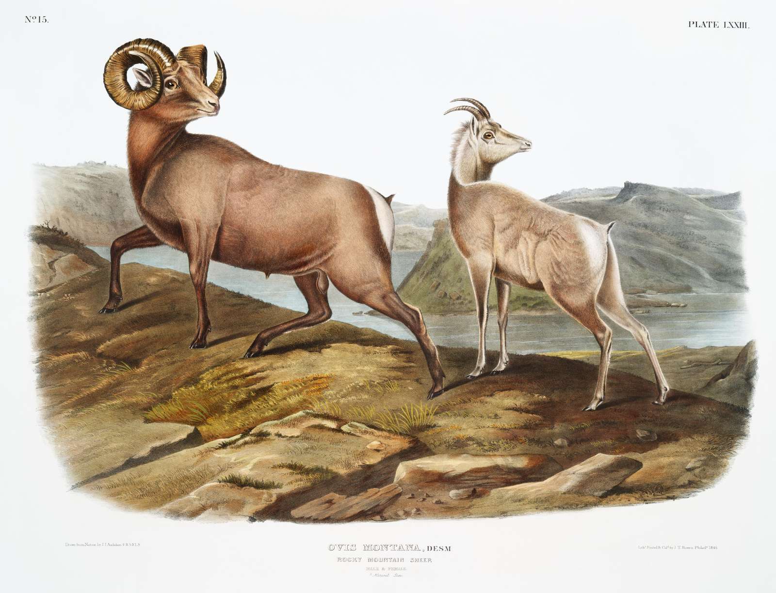 Rocky Mountain Bighorn Sheep Wall Art - Vintage Wildlife Art