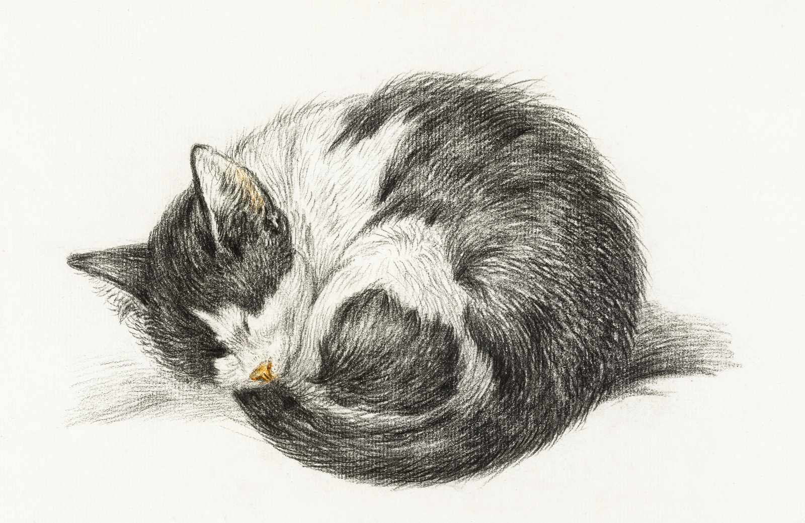 Sleeping Cat Charcoal Art Wall Art