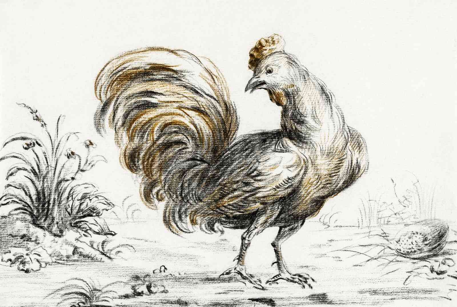 Elegant Rooster Farmhouse Art Wall Art