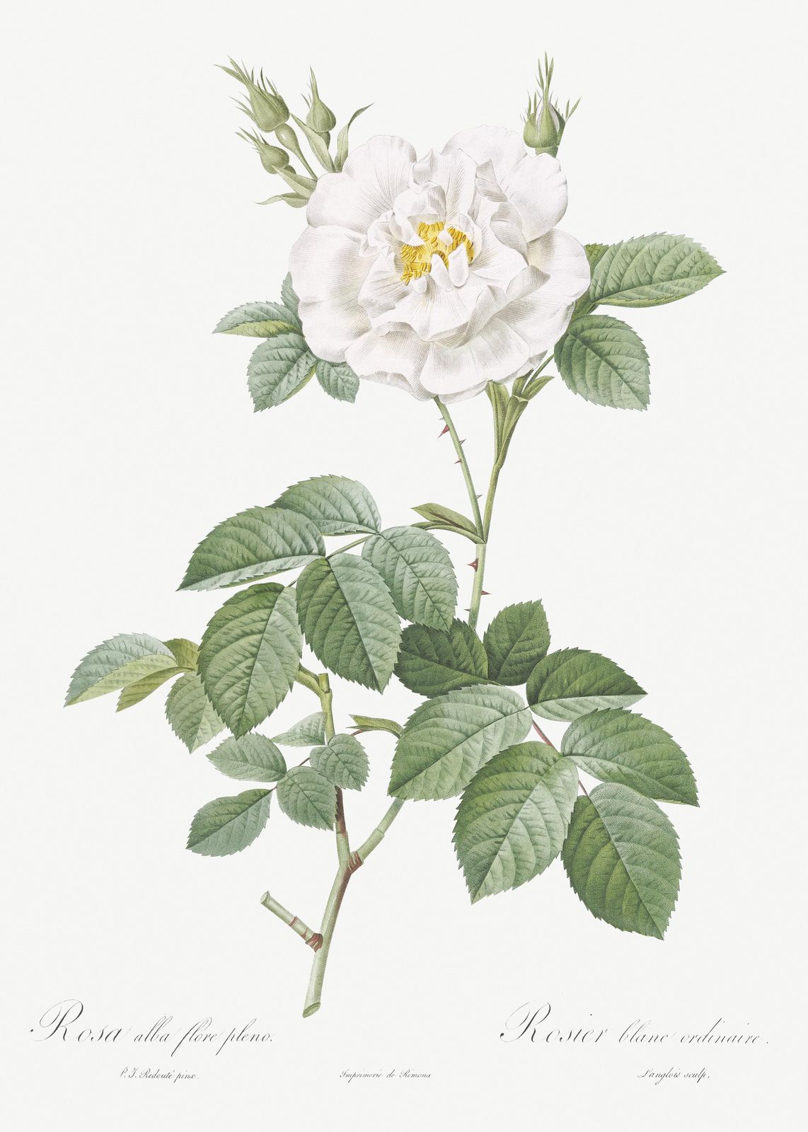 Vintage White Rose Botanical Art Wall Art