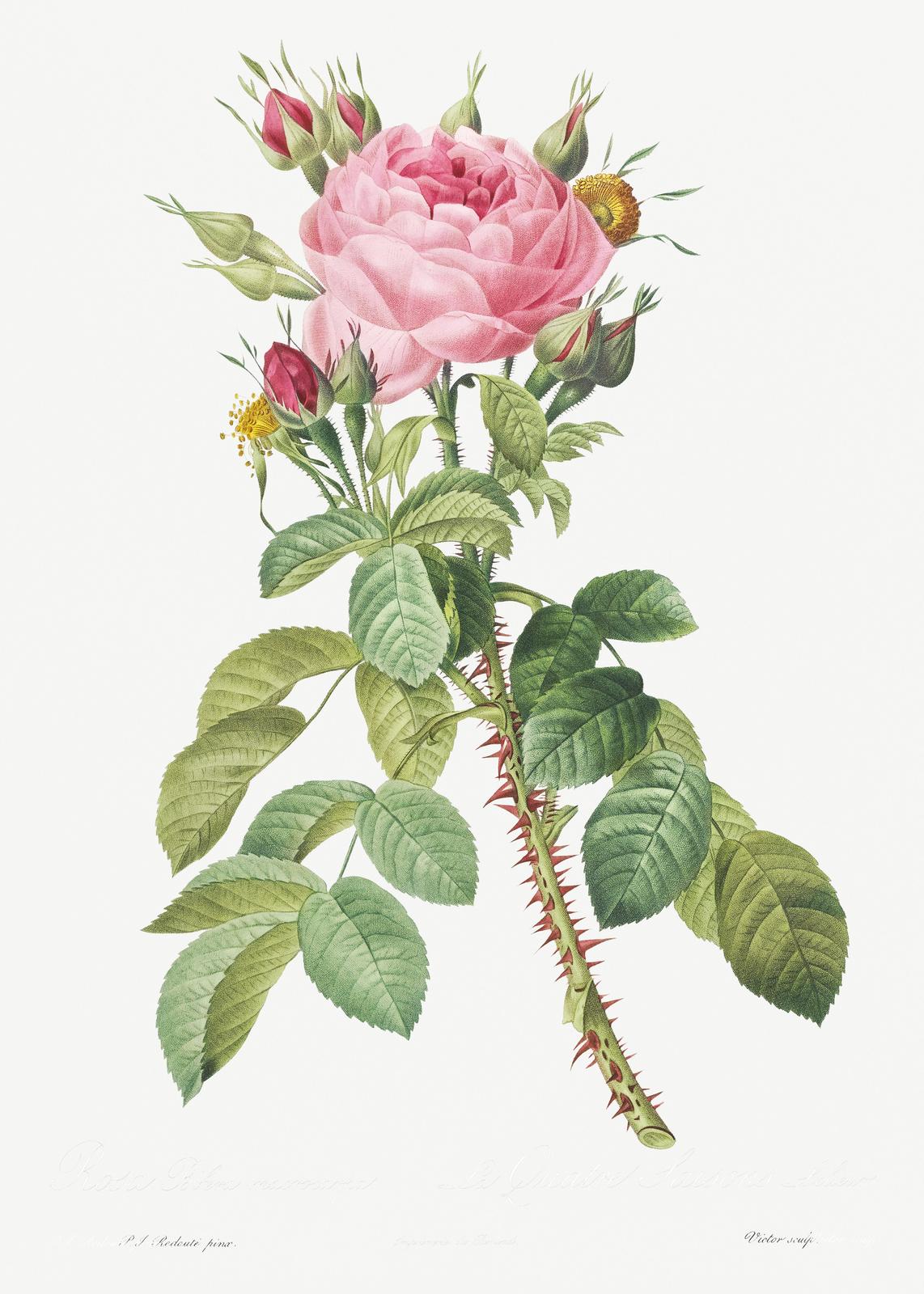 Vintage Pink Rose Botanical Art Wall Art