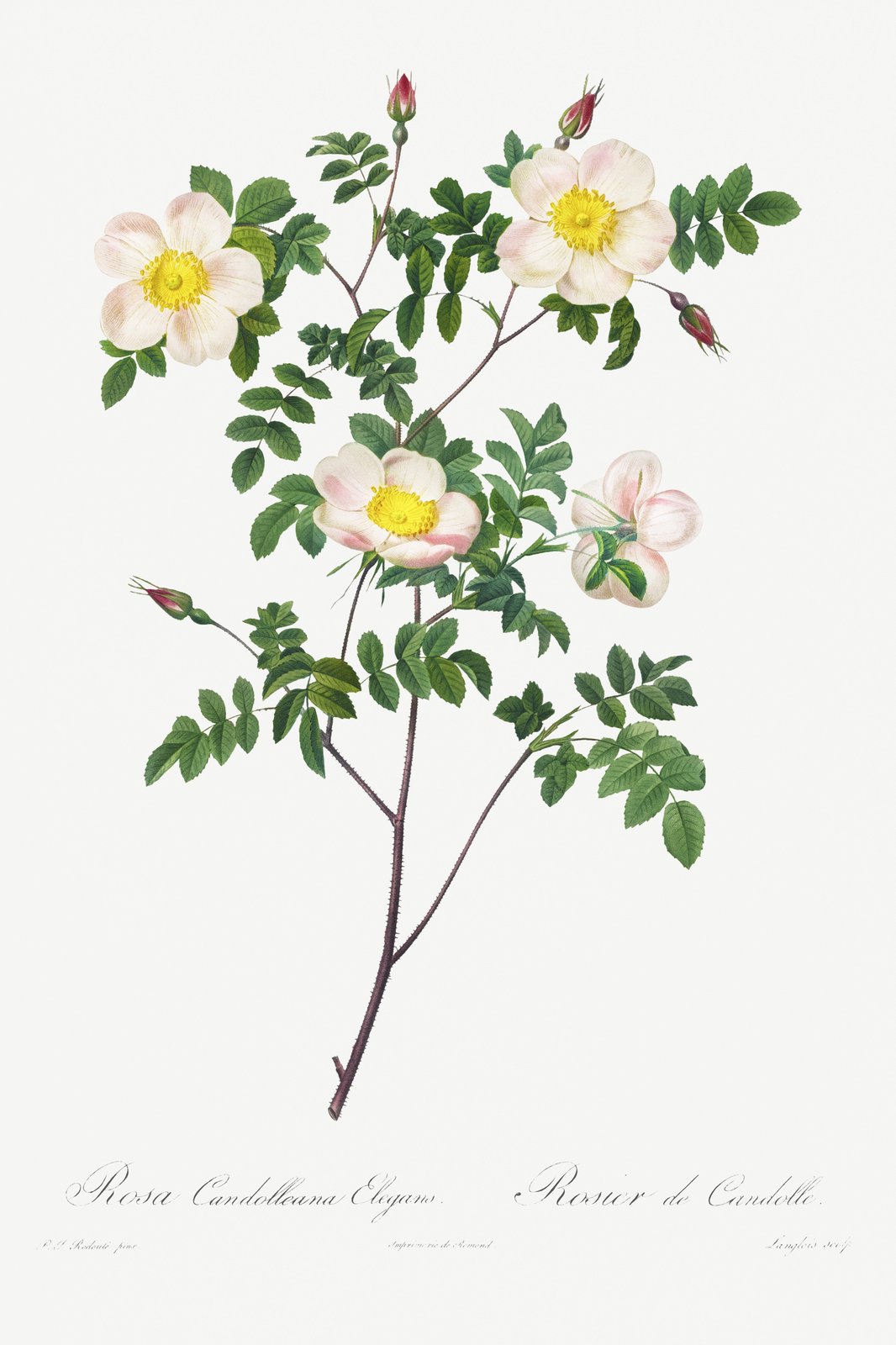 Elegant Pink Rose Botanical Wall Art Wall Art