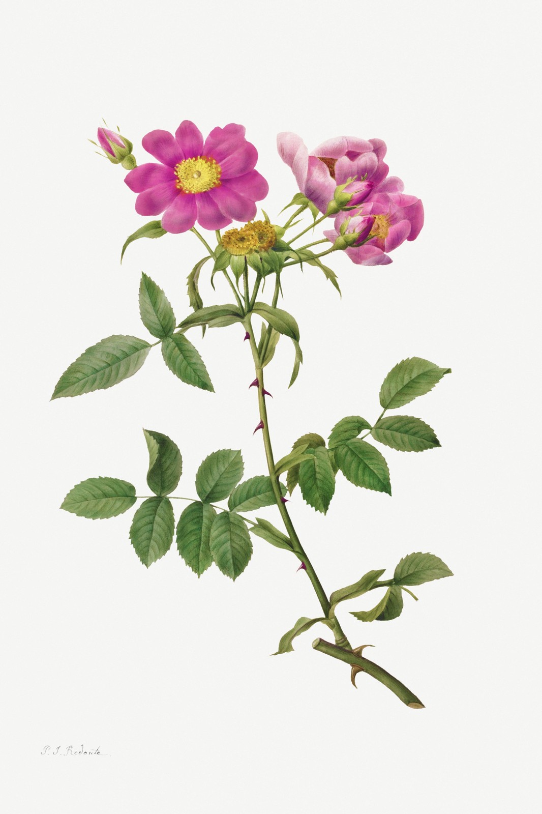 Vintage Rose Botanical Art Wall Art