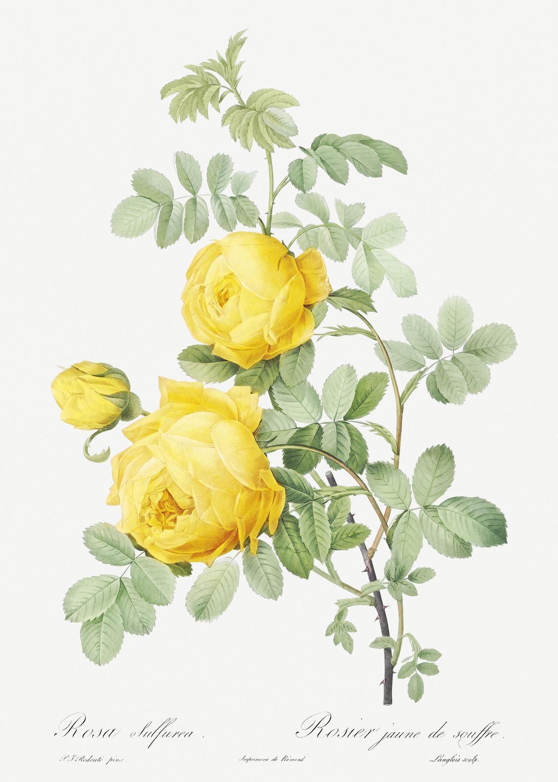 Vintage Yellow Rose Botanical Art Wall Art
