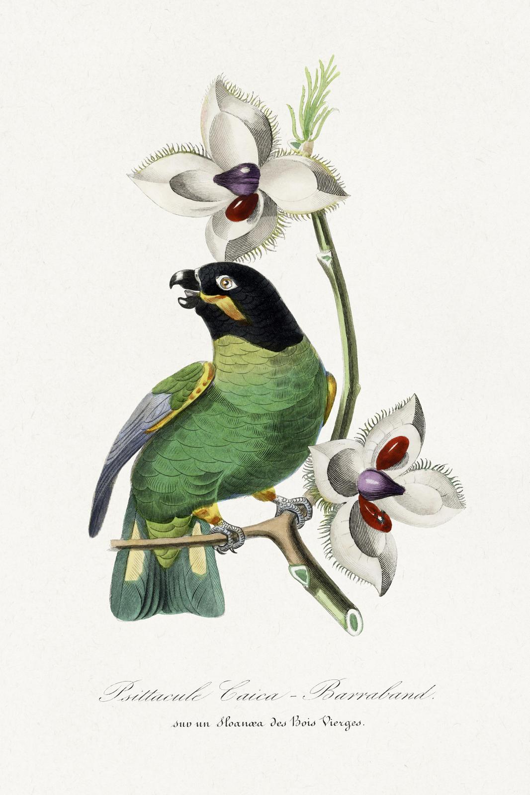 Vintage Parrot & Orchid Botanical Art Wall Art