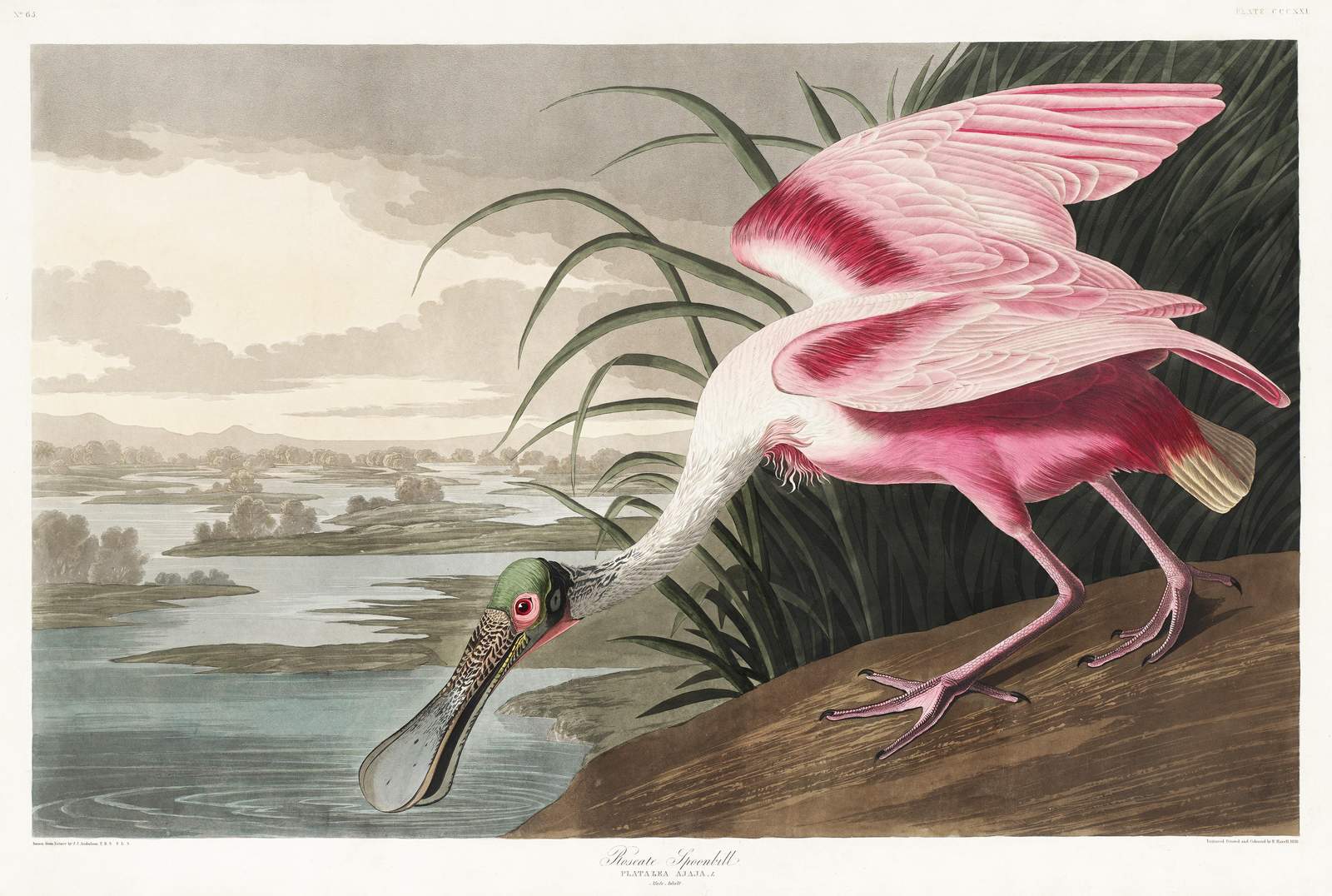 Pink Spoonbill Bird Nature Vintage Wall Art