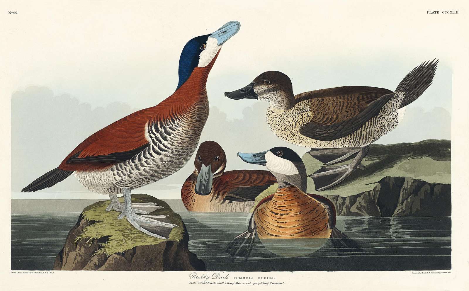 Ruddy Duck Vintage Bird Art Wall Art