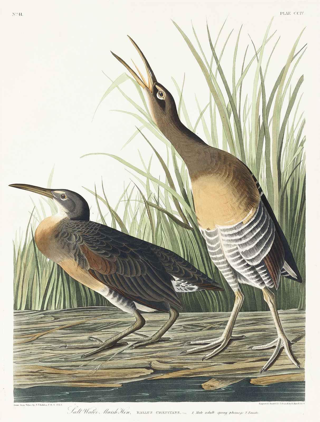 Vintage Saltwater Marsh Hen Wall Art