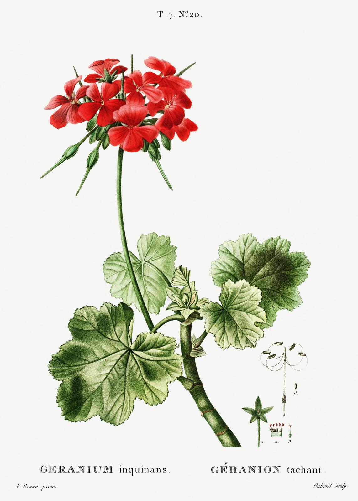 Red Geranium Botanical Vintage Wall Art