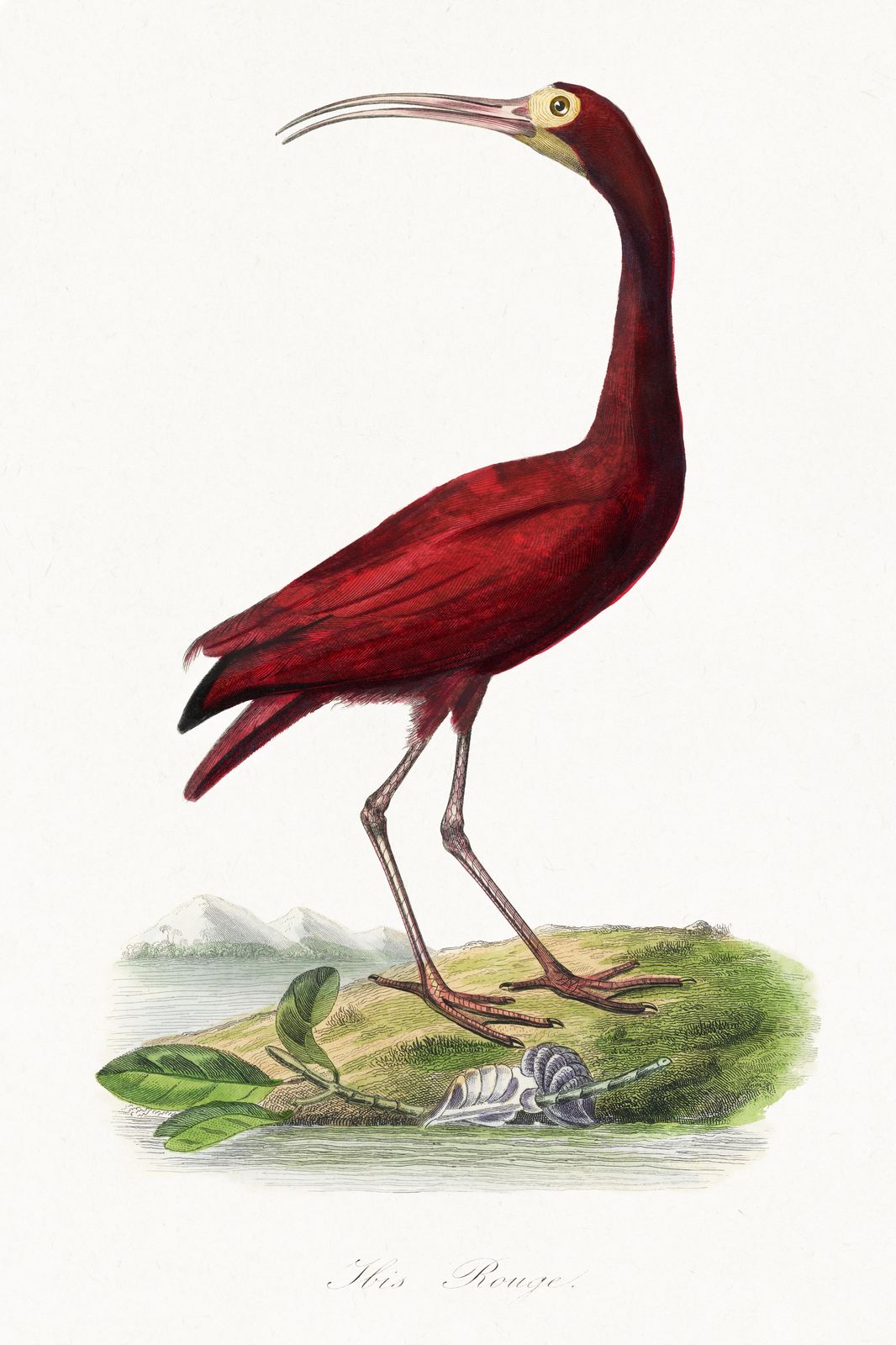 Elegant Red Ibis Vintage Bird Art Wall Art