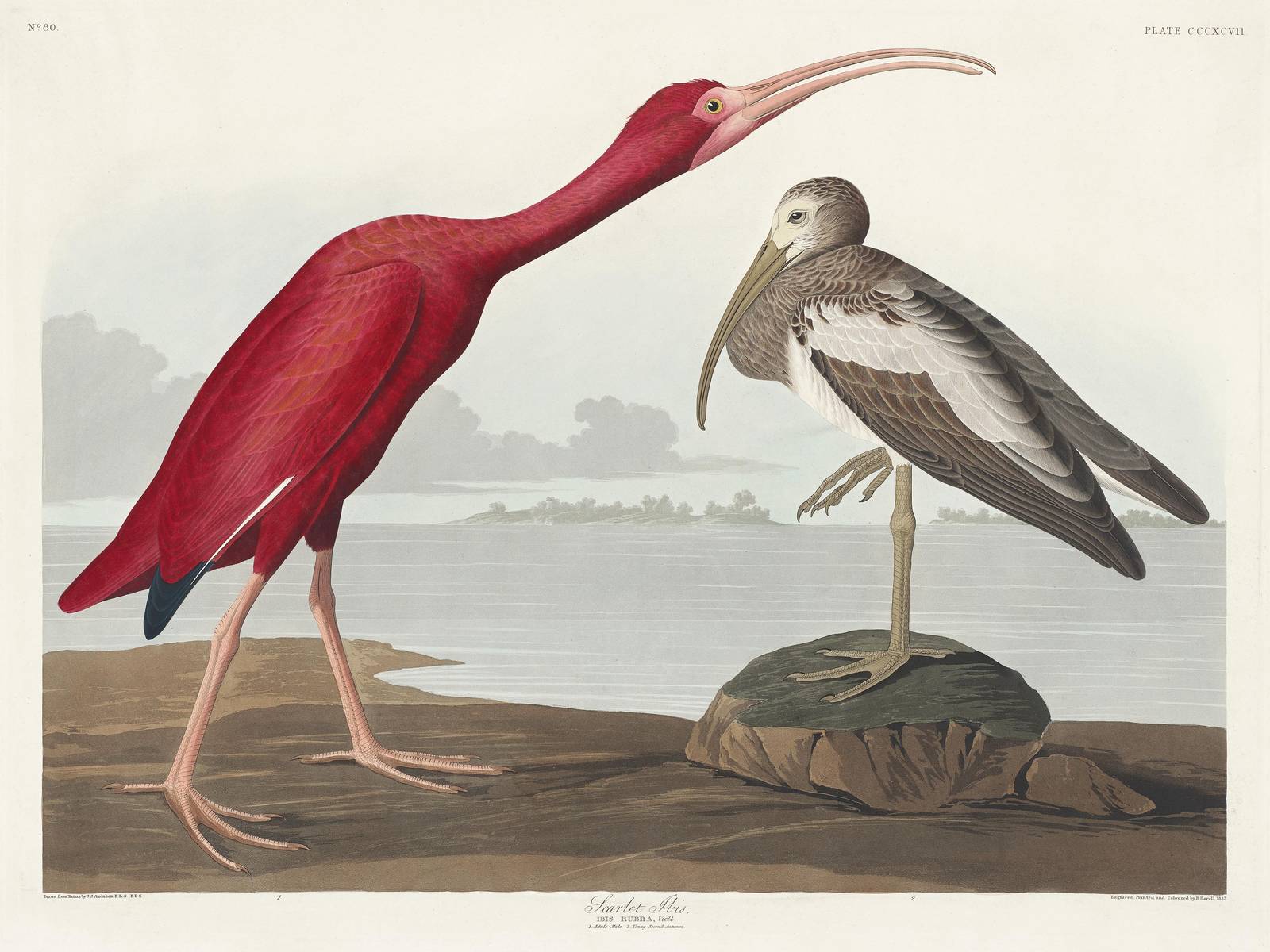 Scarlet Ibis & White Ibis Bird Art Wall Art