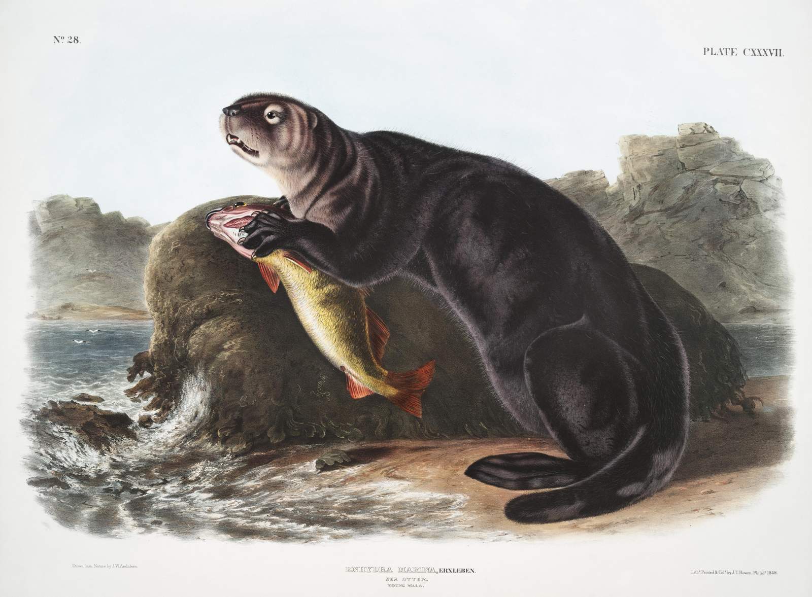 Vintage Sea Otter & Fish Audubon Print Wall Art