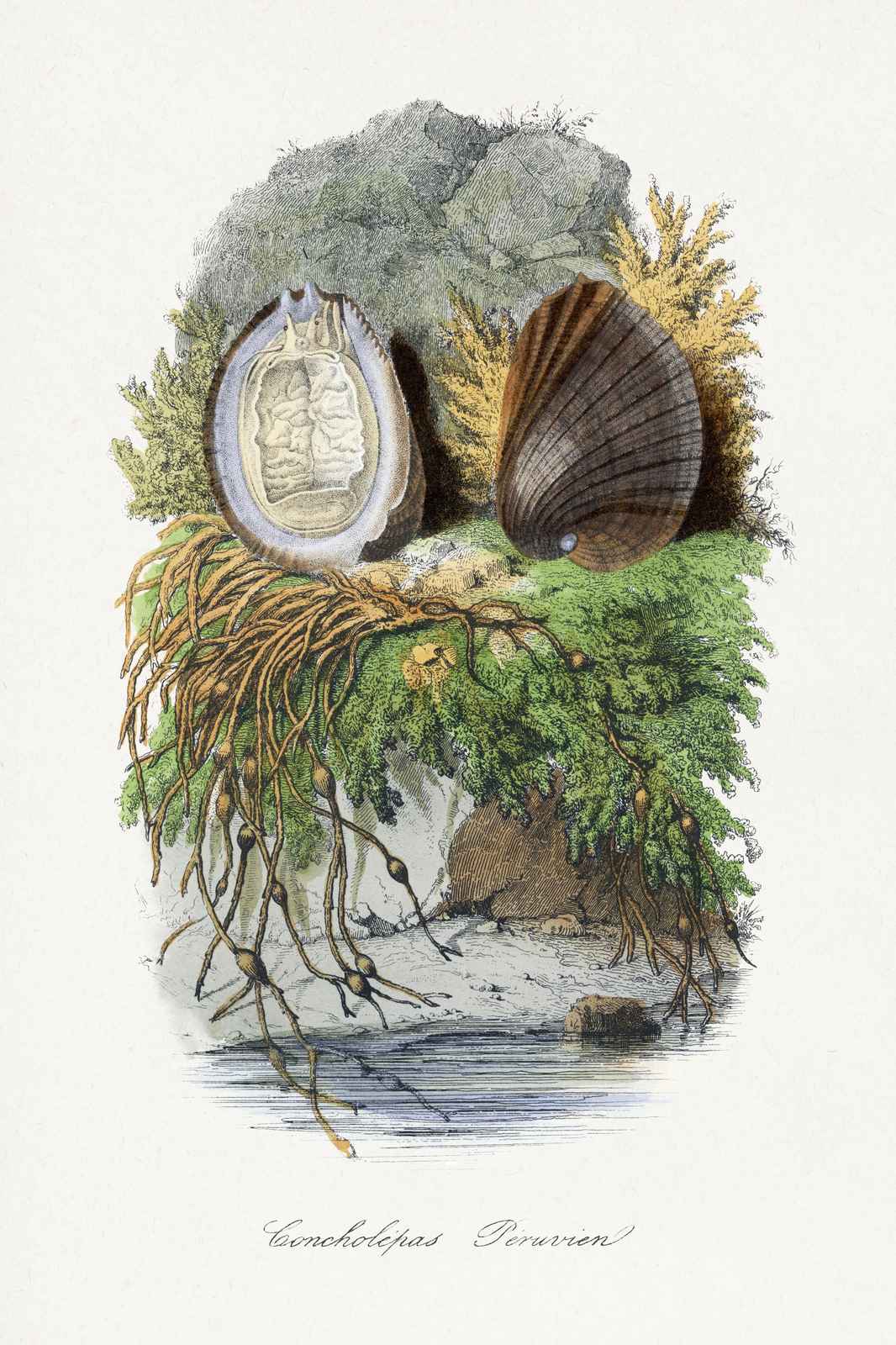 Vintage Concholepas Peruvian Shell Art Wall Art