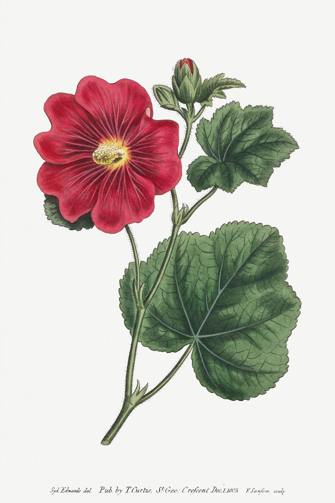 Vintage Red Hollyhock Botanical Art Wall Art