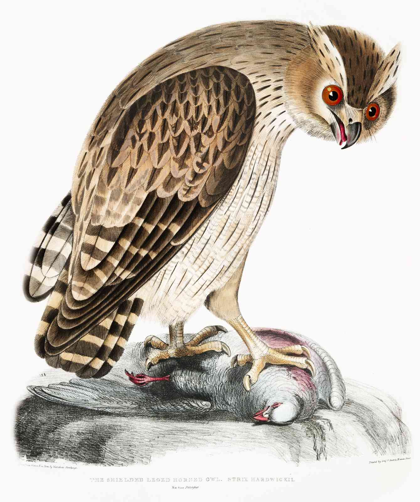 Majestic Horned Owl Prey Wall Art