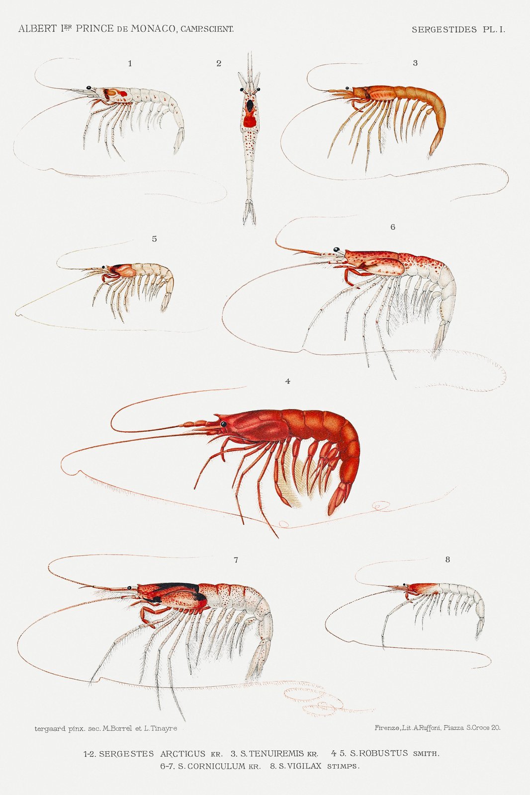 Vintage Shrimp Scientific Illustration Wall Art