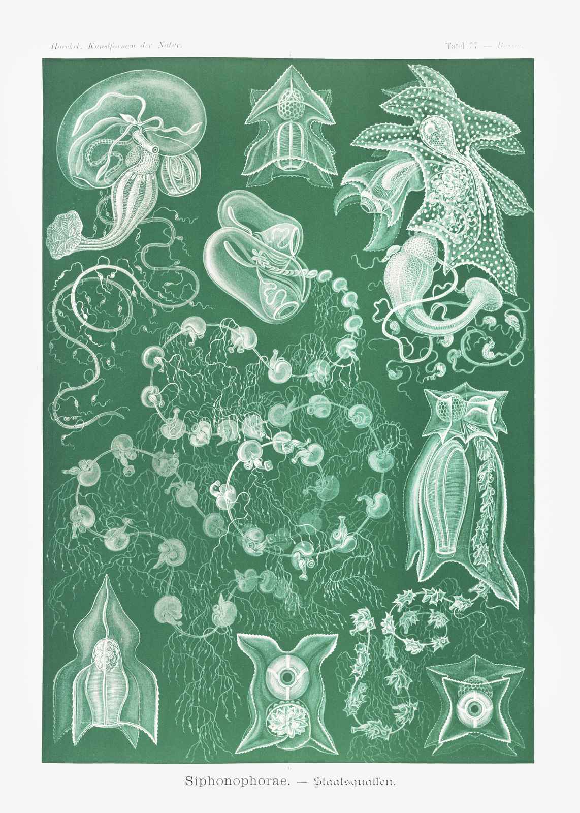 Vintage Siphonophorae Botanical Wall Art