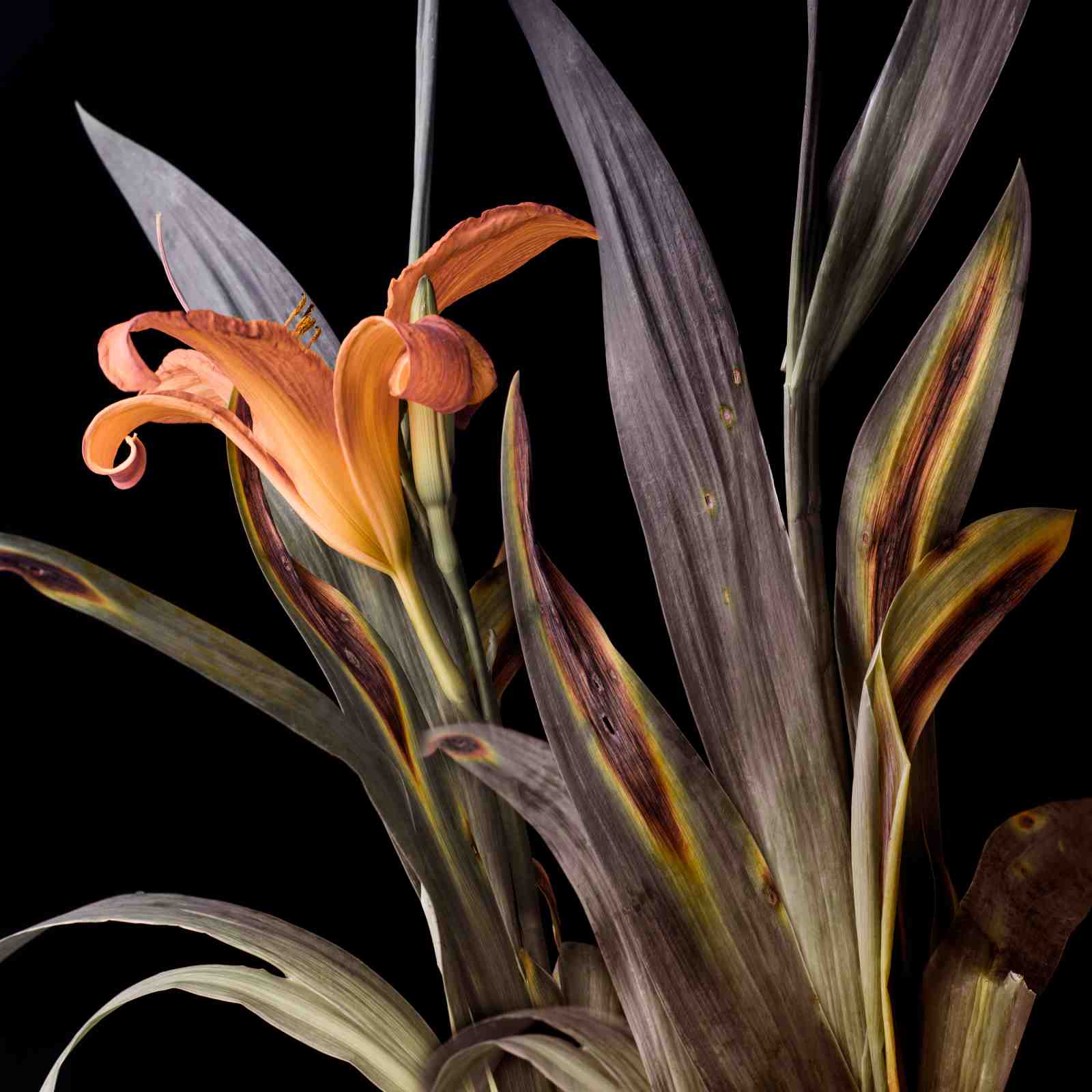 Orange Lily Botanical Macro Wall Art